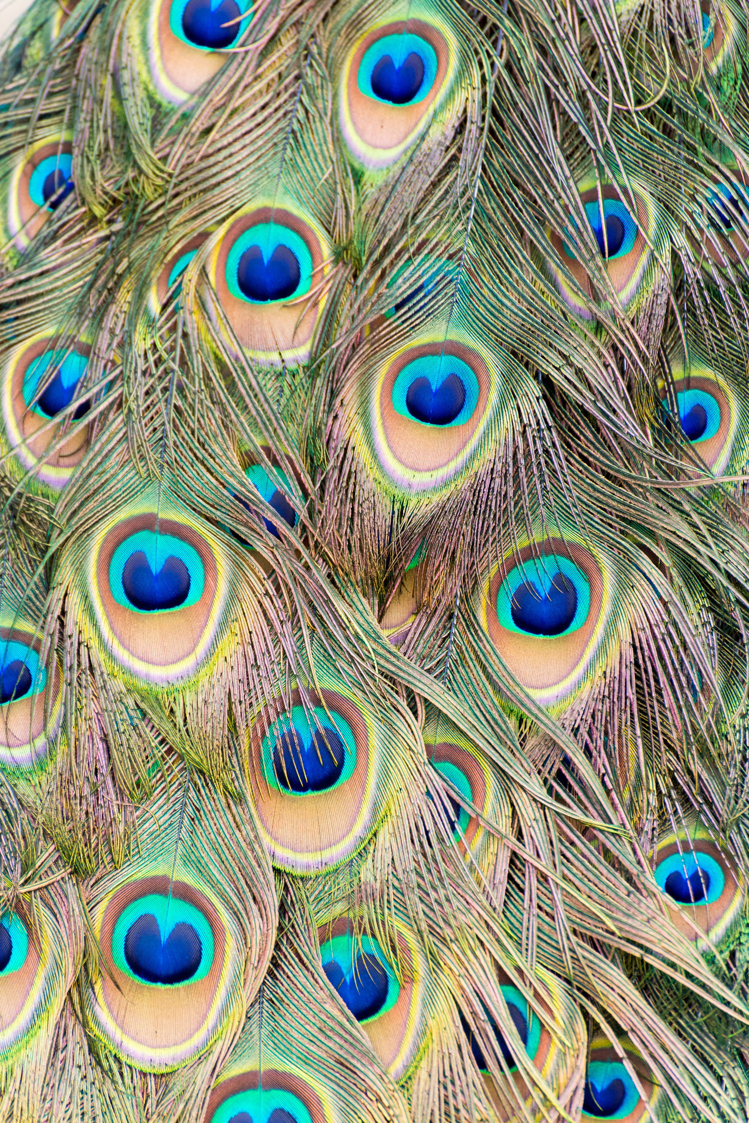 Multiple Eyes - Peacock's feathers details at Rodolfo Taliche's natural reserve in Trinidad, Flores, Uruguay.