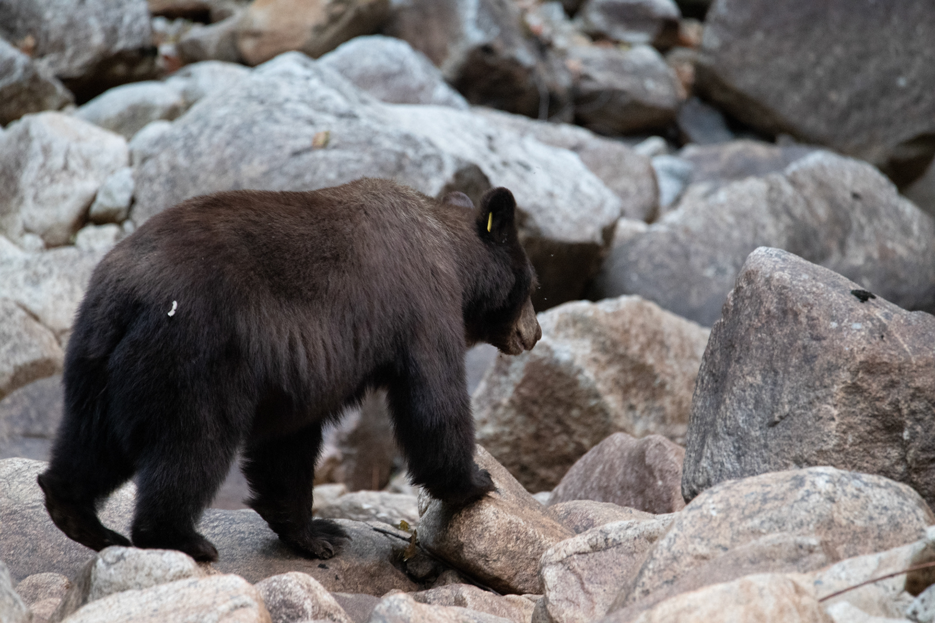 Yosemite - oso negro