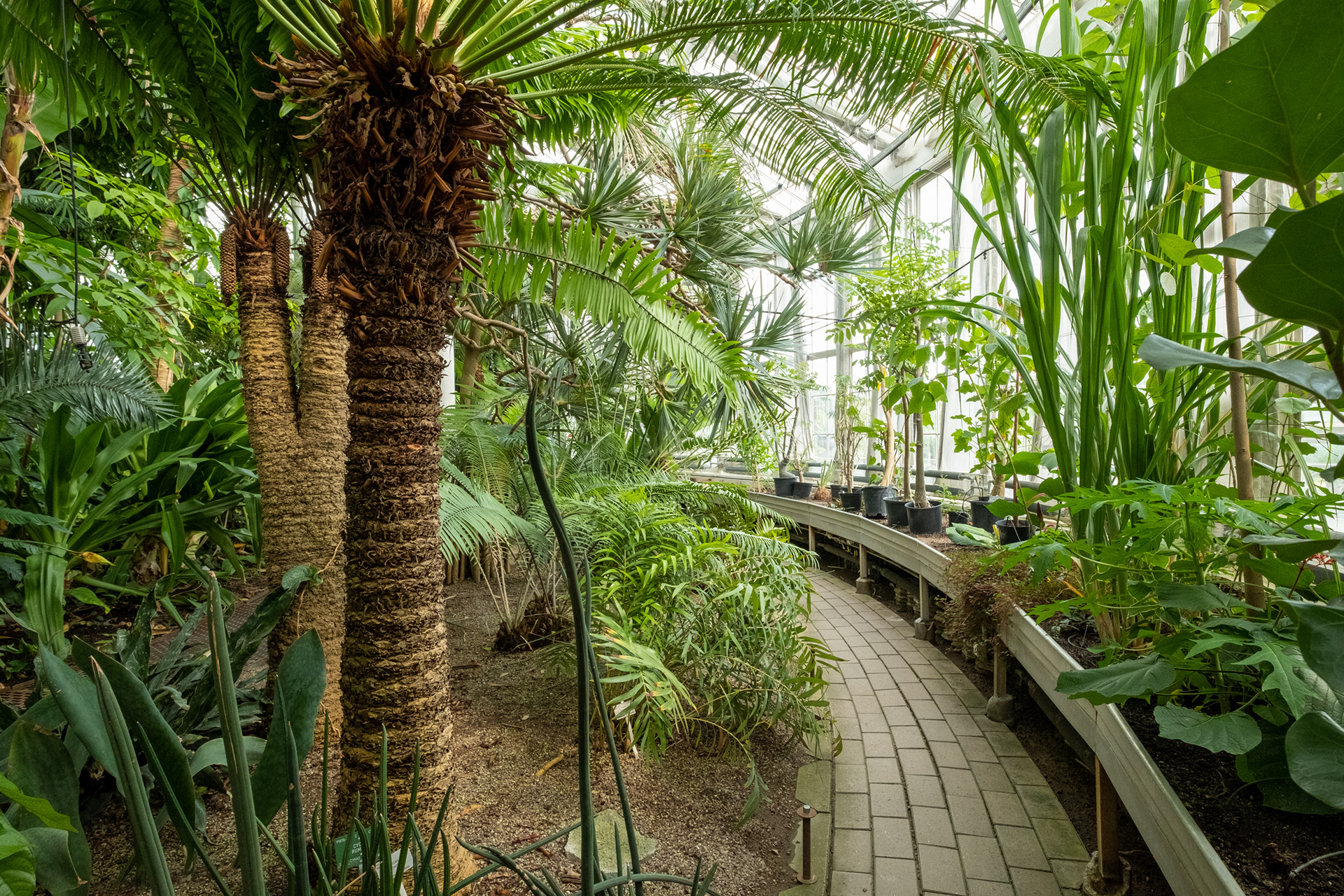 Jardín botánico - casa de palmeras