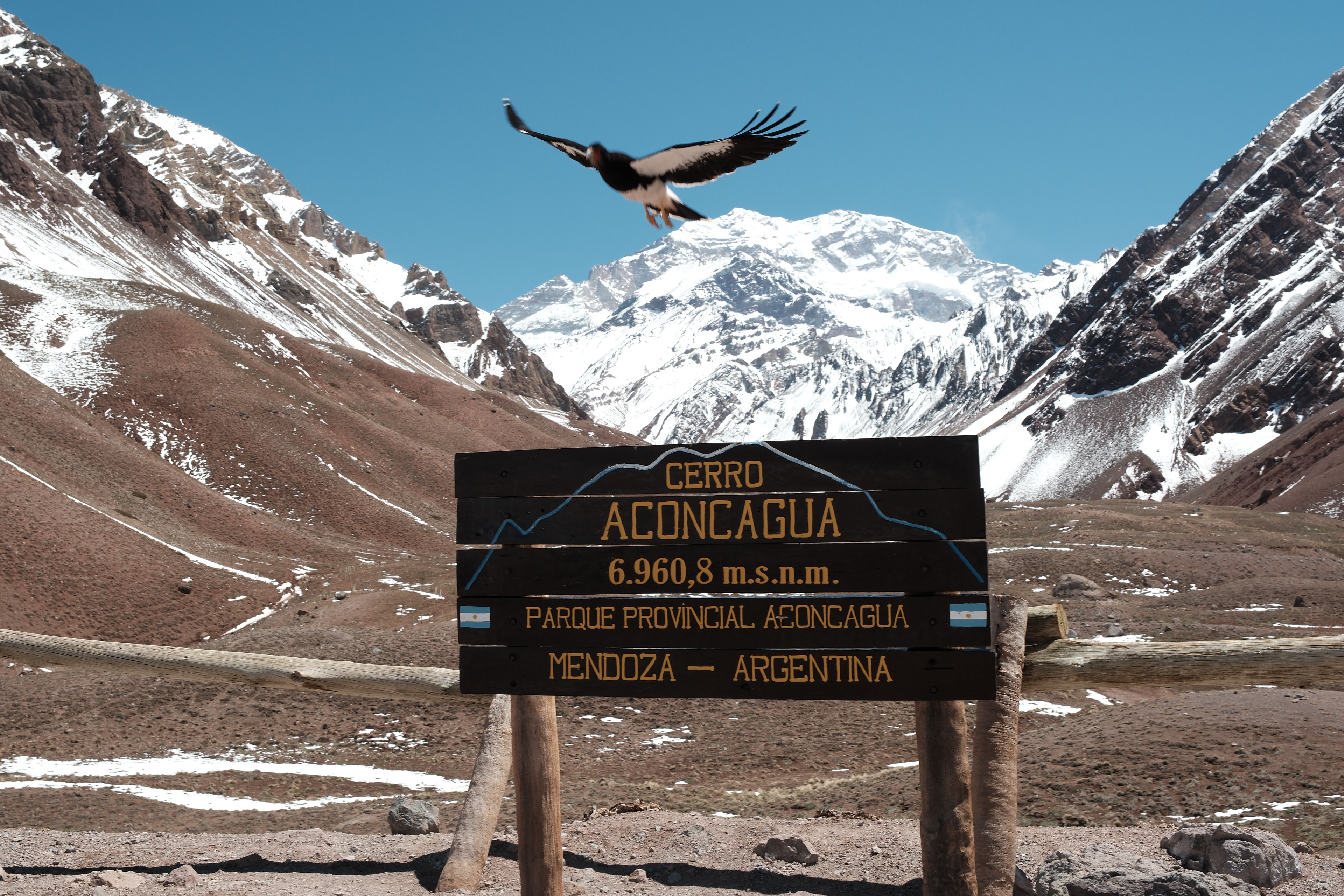 Matamico andino - Parque Provincial Aconcagua