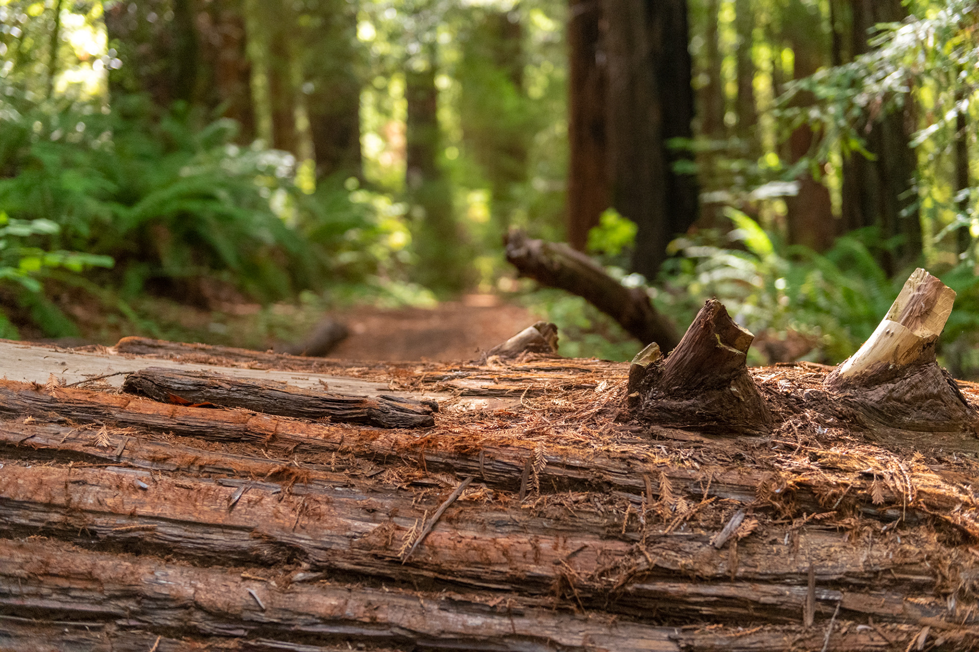  Humboldt Redwoods - Bolling Grove (Elk Creek) - sequoias