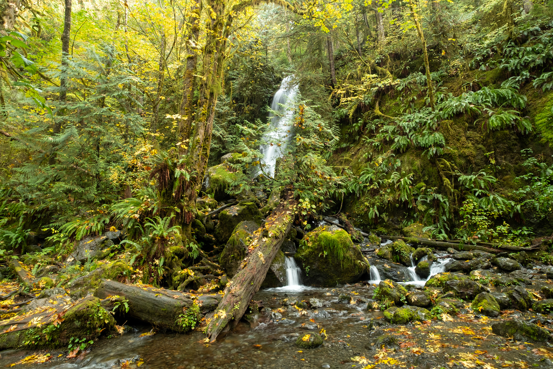 Merriman falls - Olympic National Park, WA