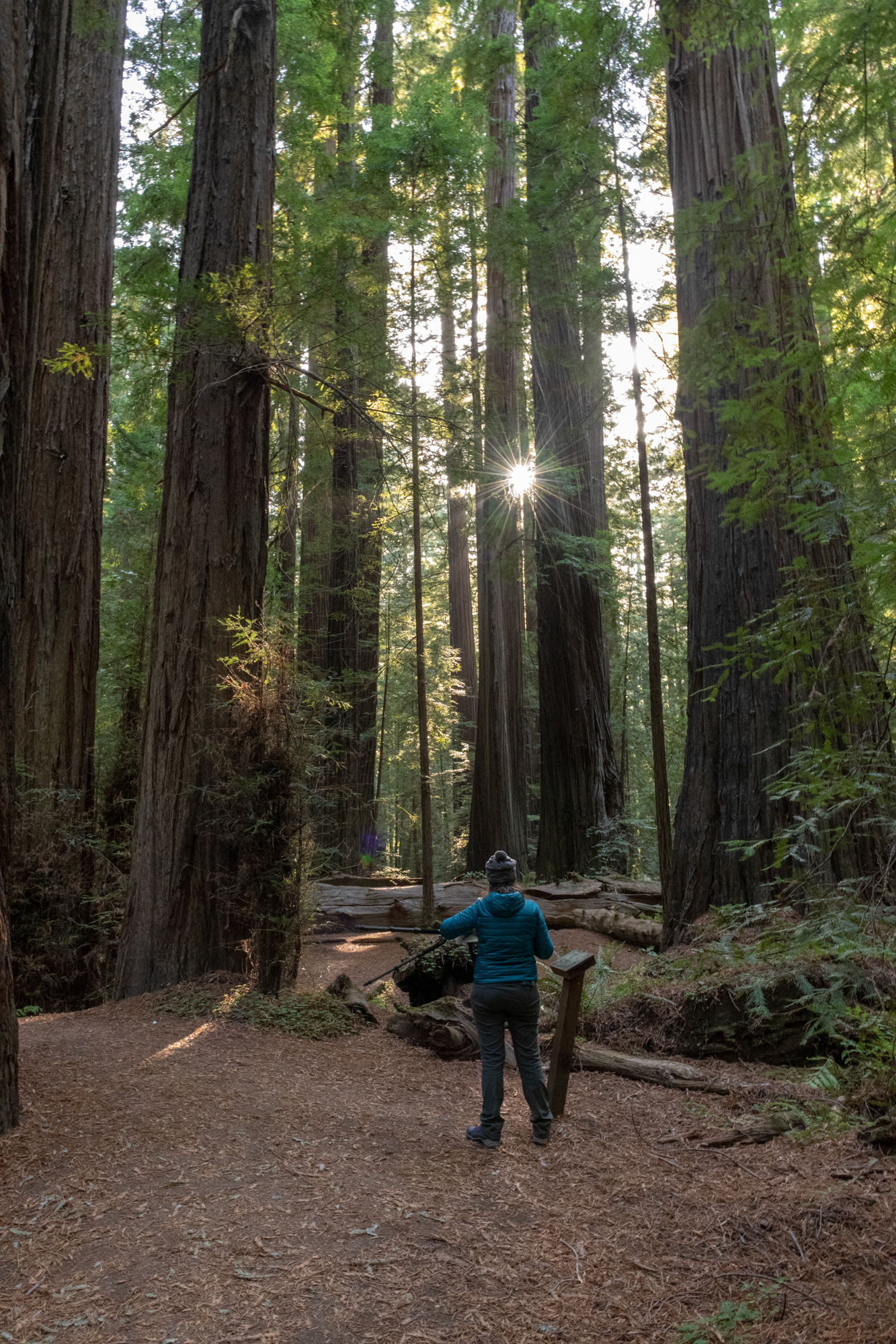 Trillo Founder's grove