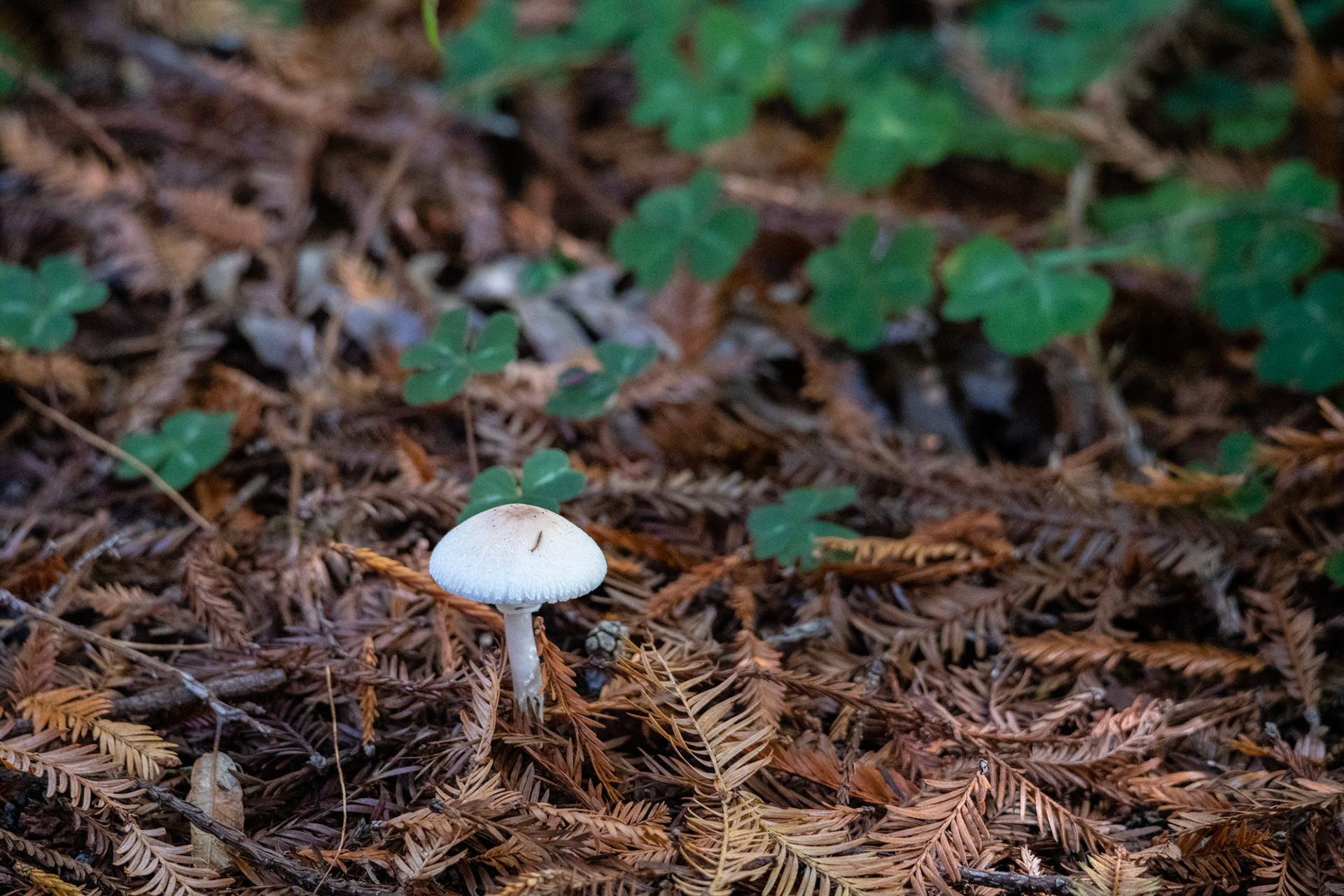 Hunnewell-Donald Memorial grove - trillo Big Tree