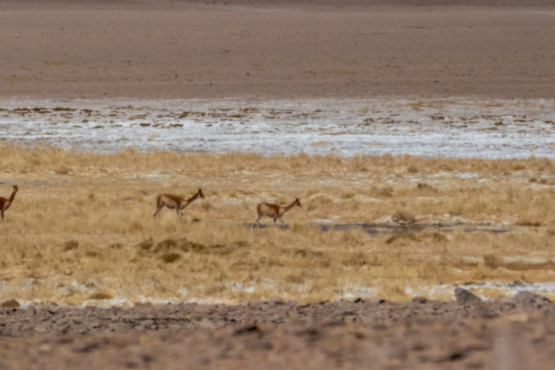Salar del Huasco