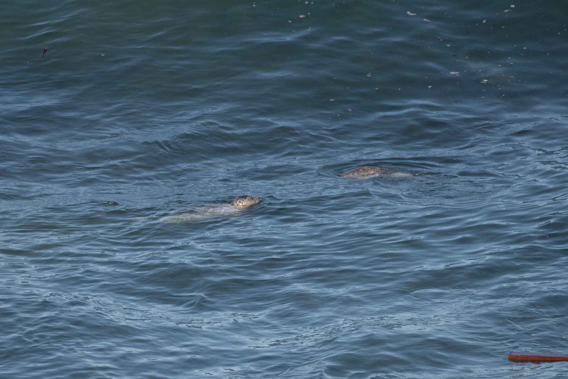 Shore Acres State Park - focas