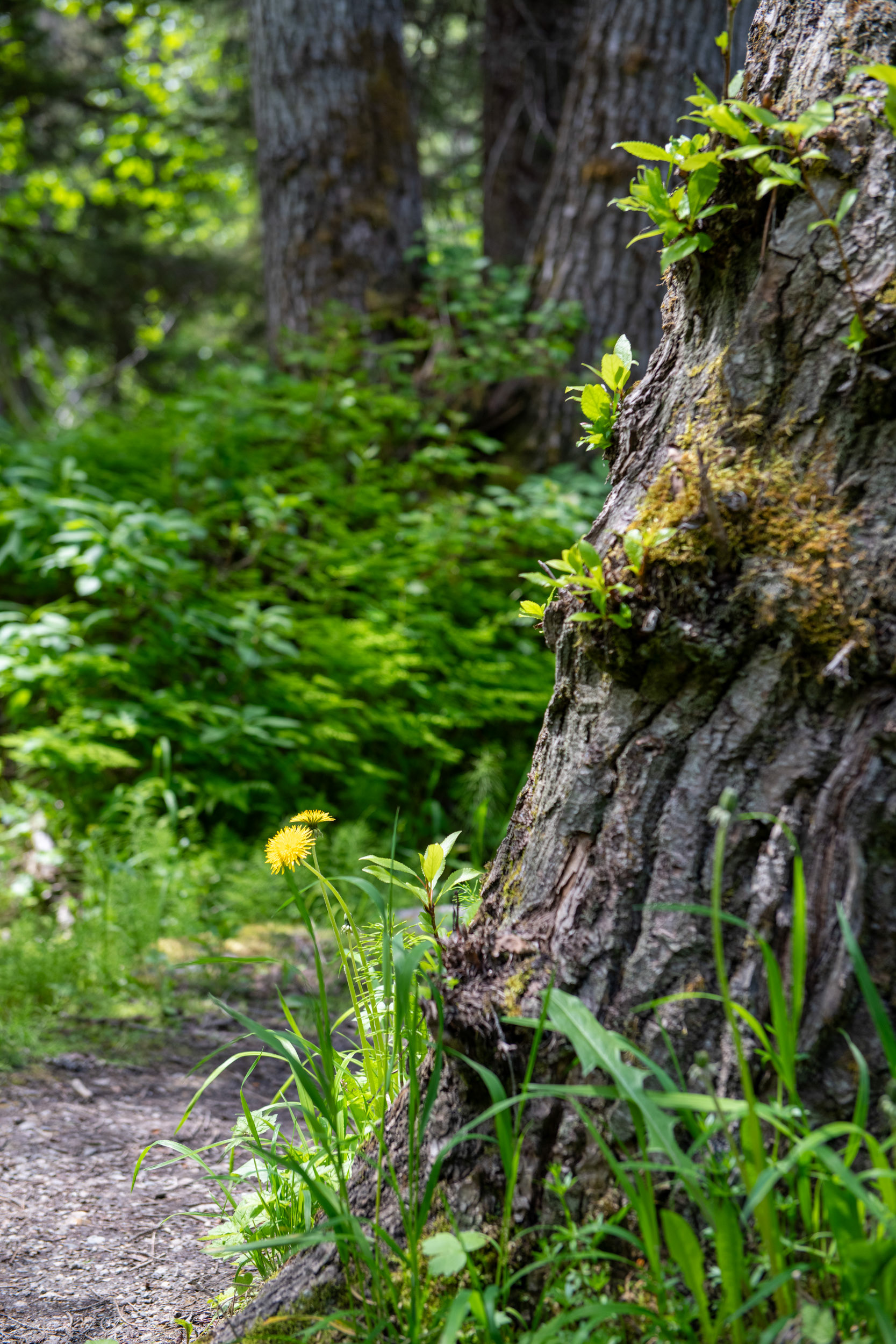 Glacier Nat. Park - bucle Brook
