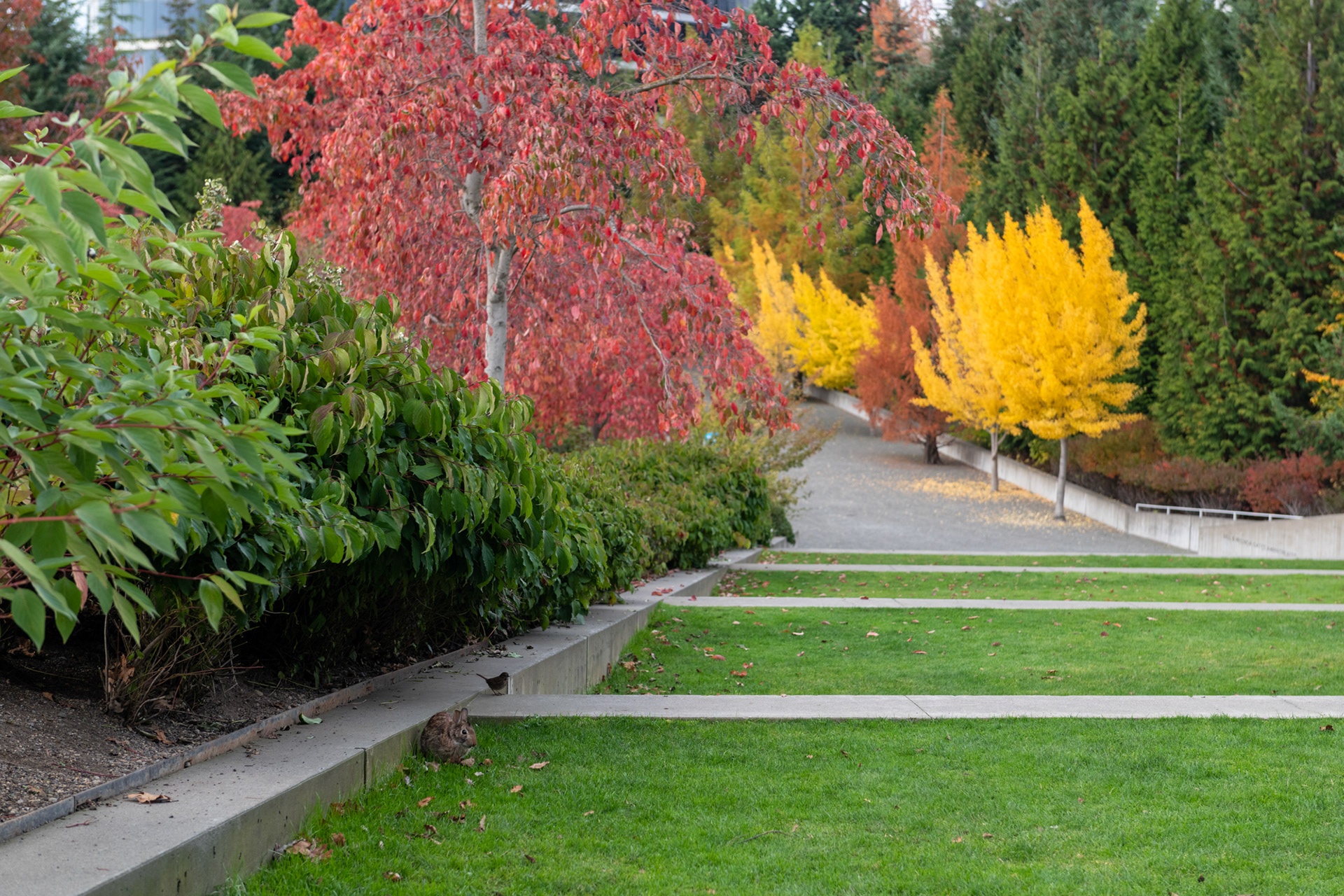 Olympic Sculpture Park (conejo)
