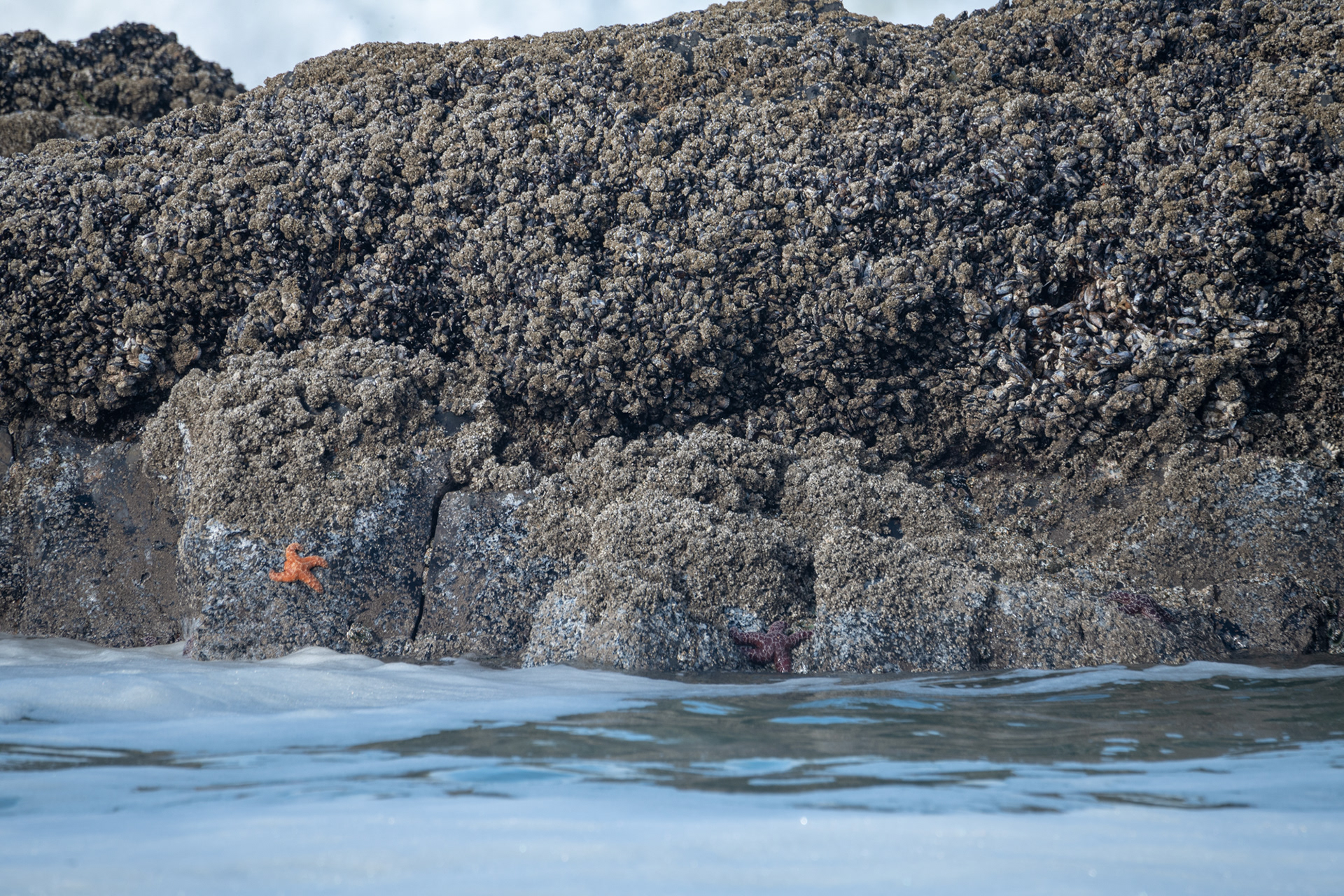 Seal Rock State Recreation Site