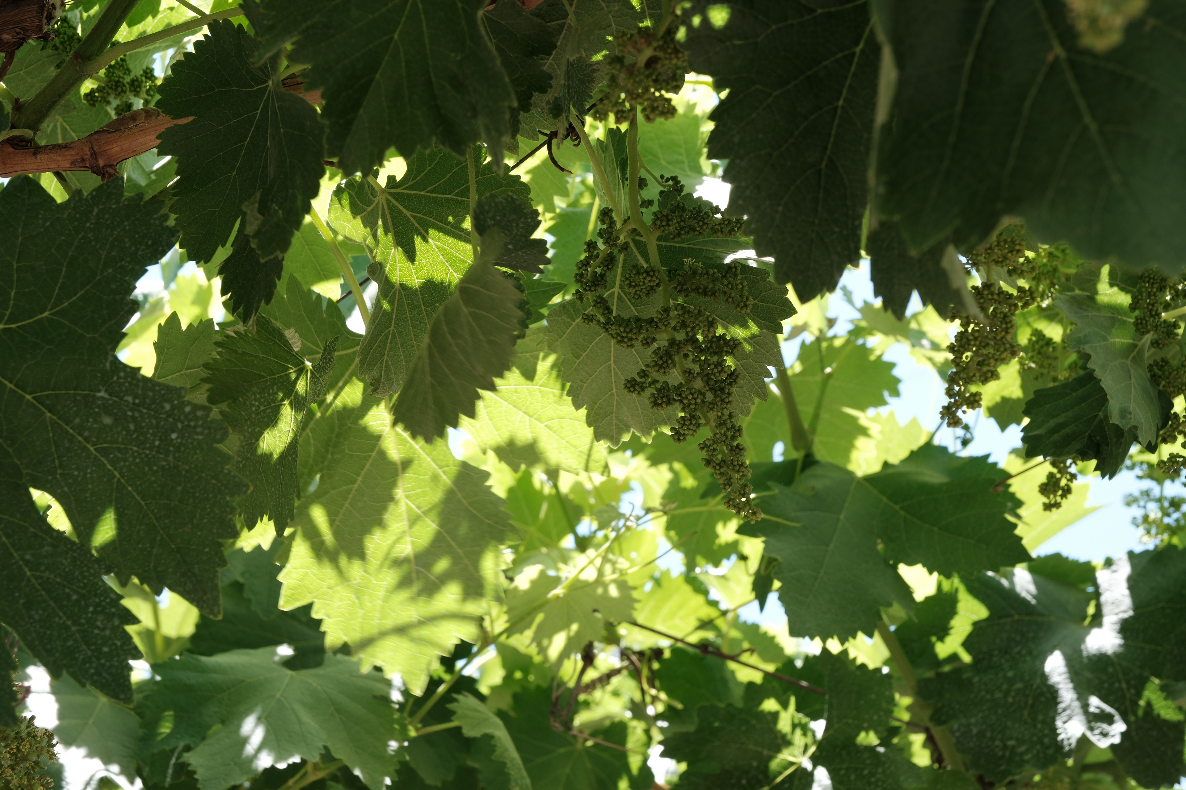 Bodega Santa Julia - viñedos