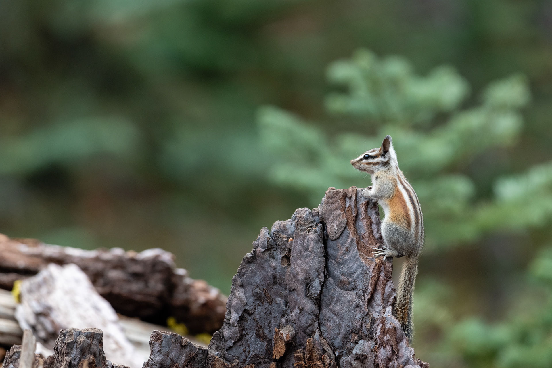 Yosemite - Trillo hacia Taft Point
