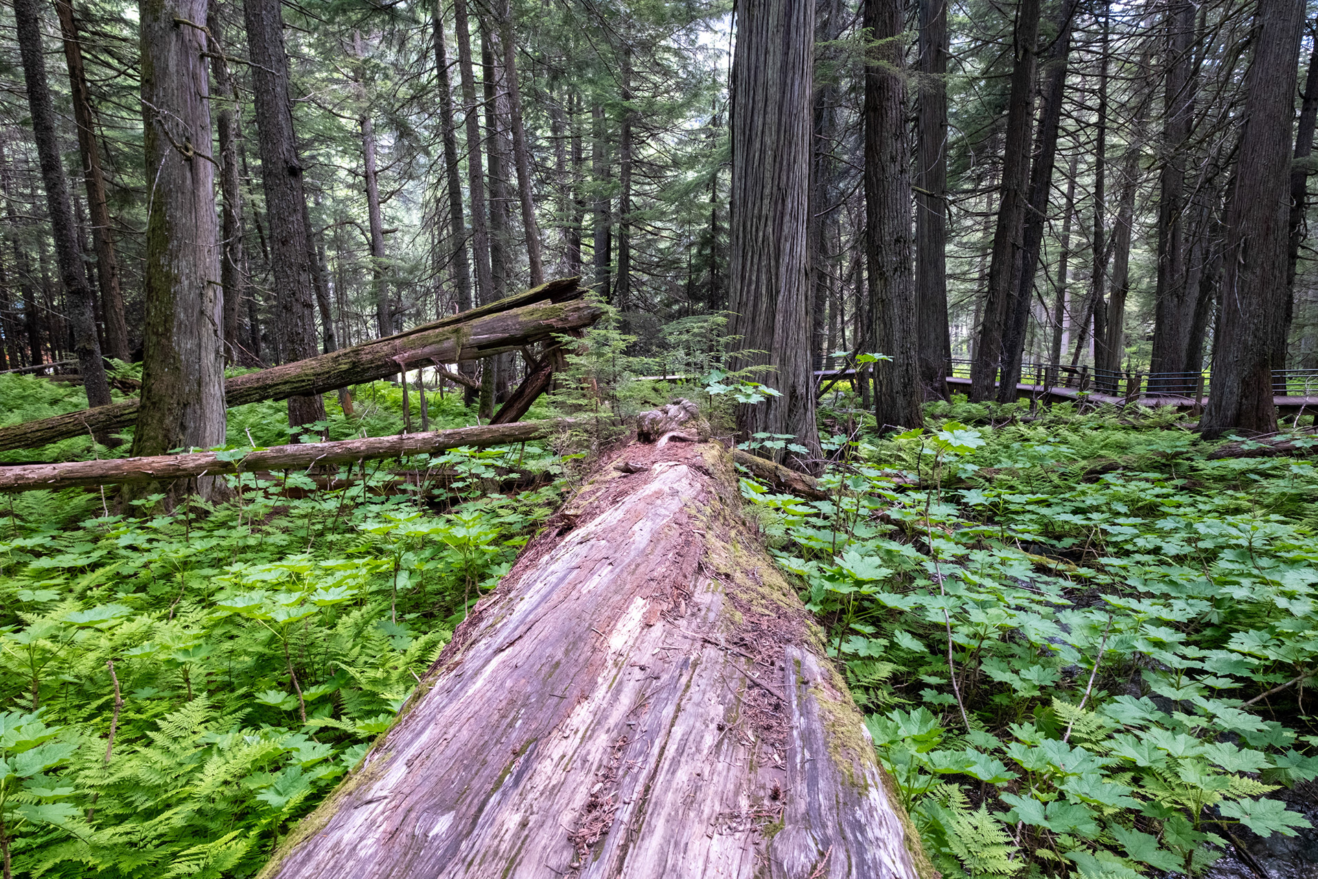 Hemlock Grove - bosque de Cedros