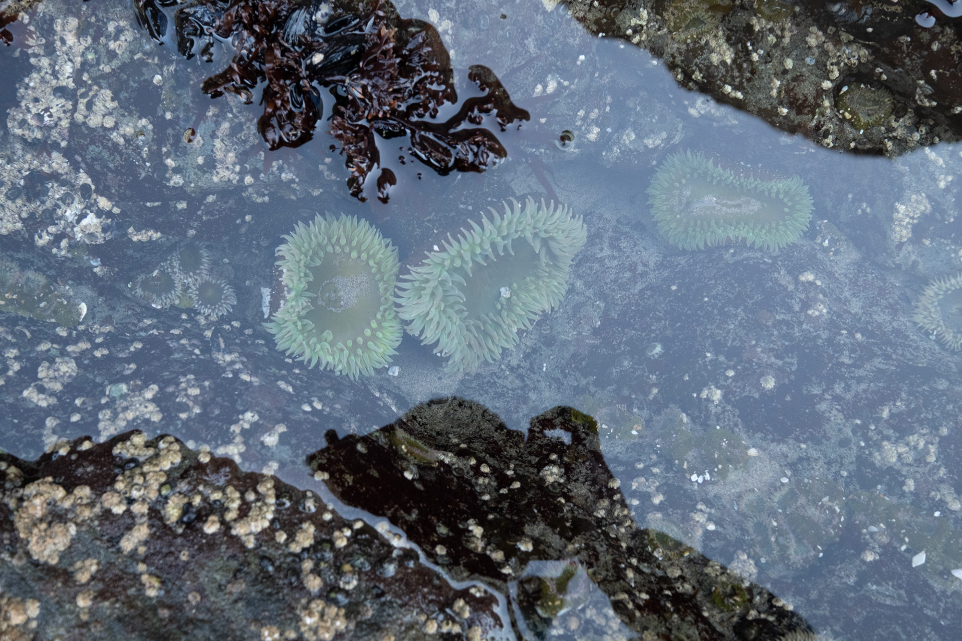 Face Rock State Park, Bandon, OR