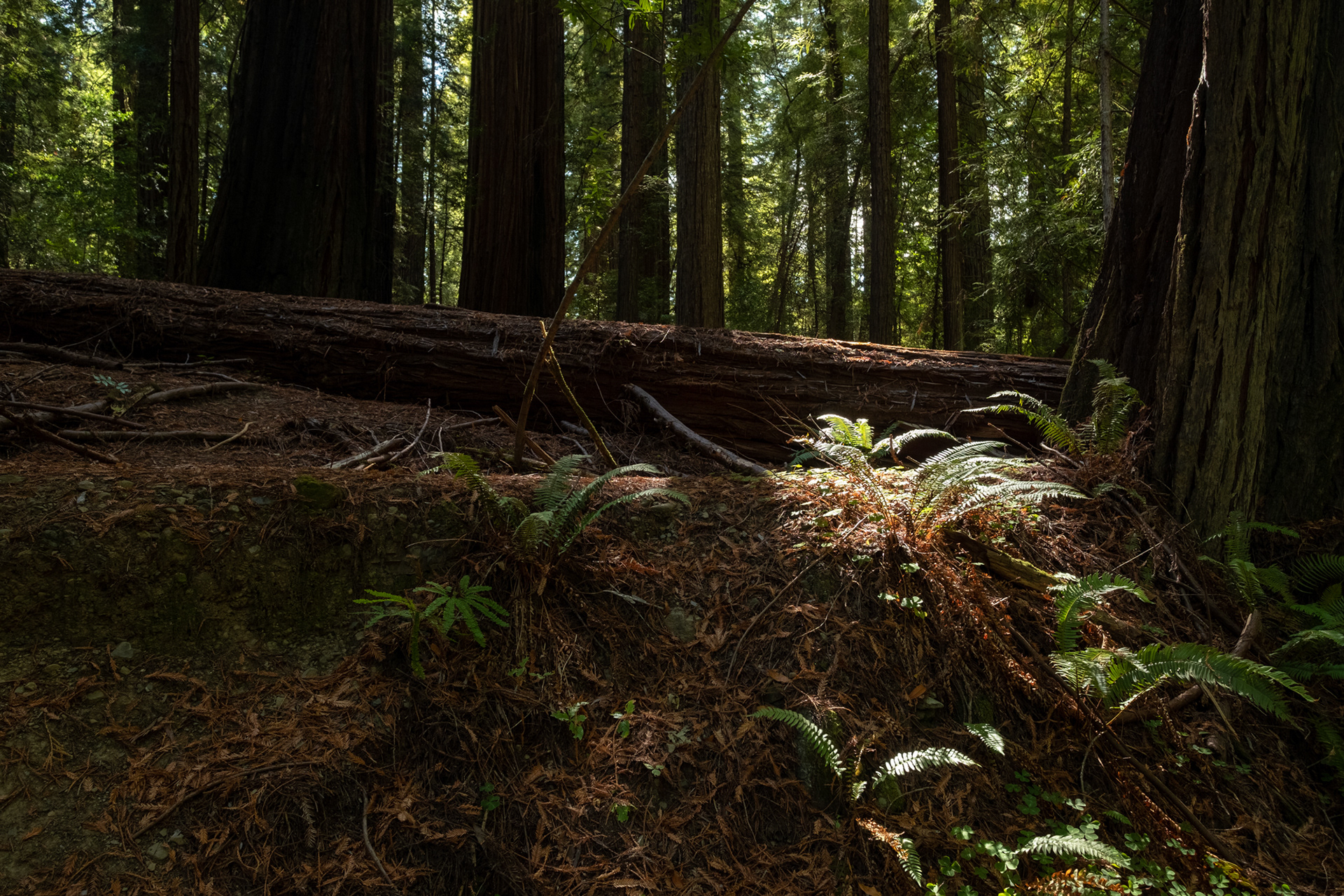 Humboldt Redwoods - Bolling Grove (Elk Creek) - sequoias