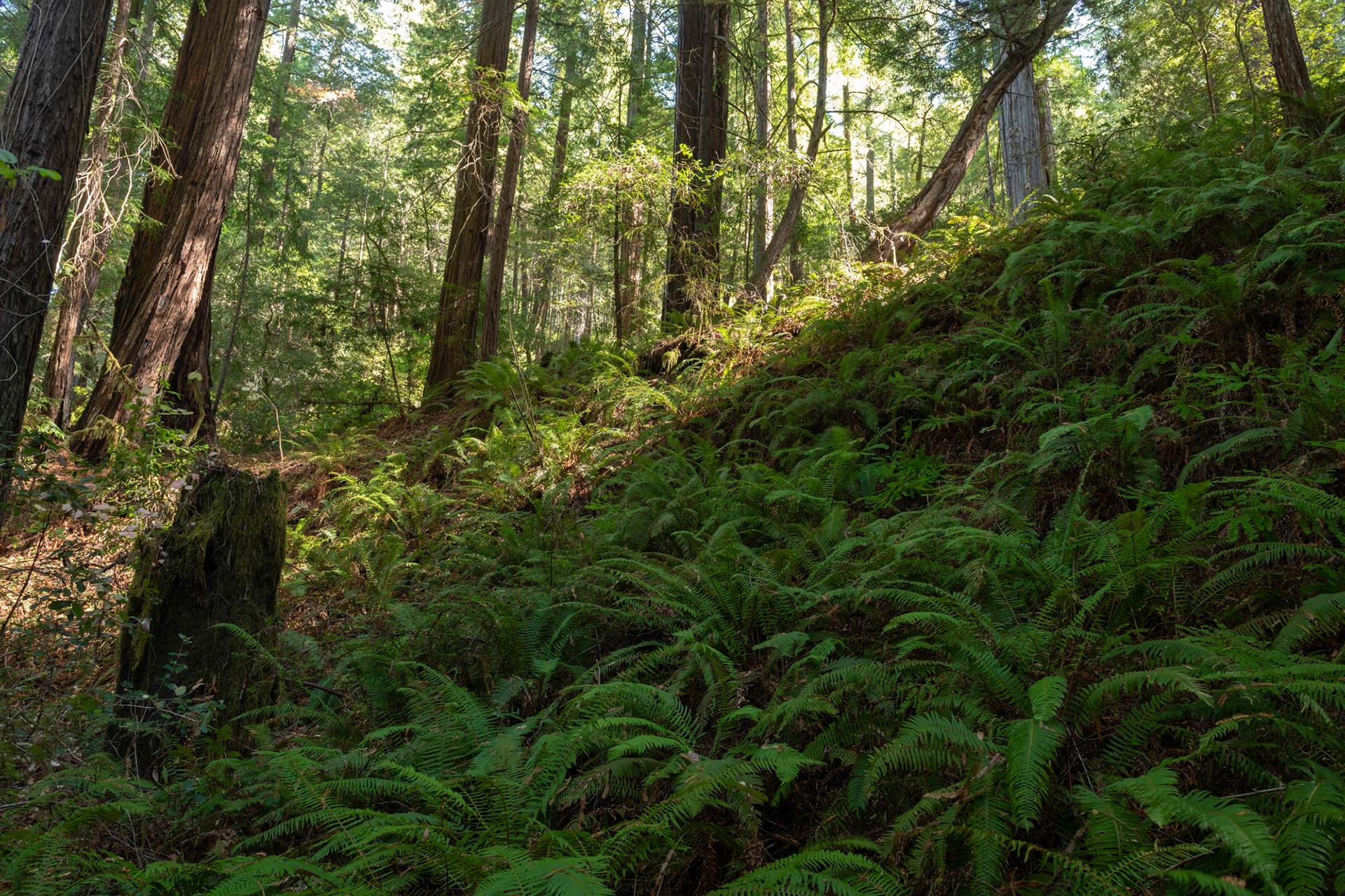  Humboldt Redwoods - Bolling Grove (Elk Creek) - sequoias