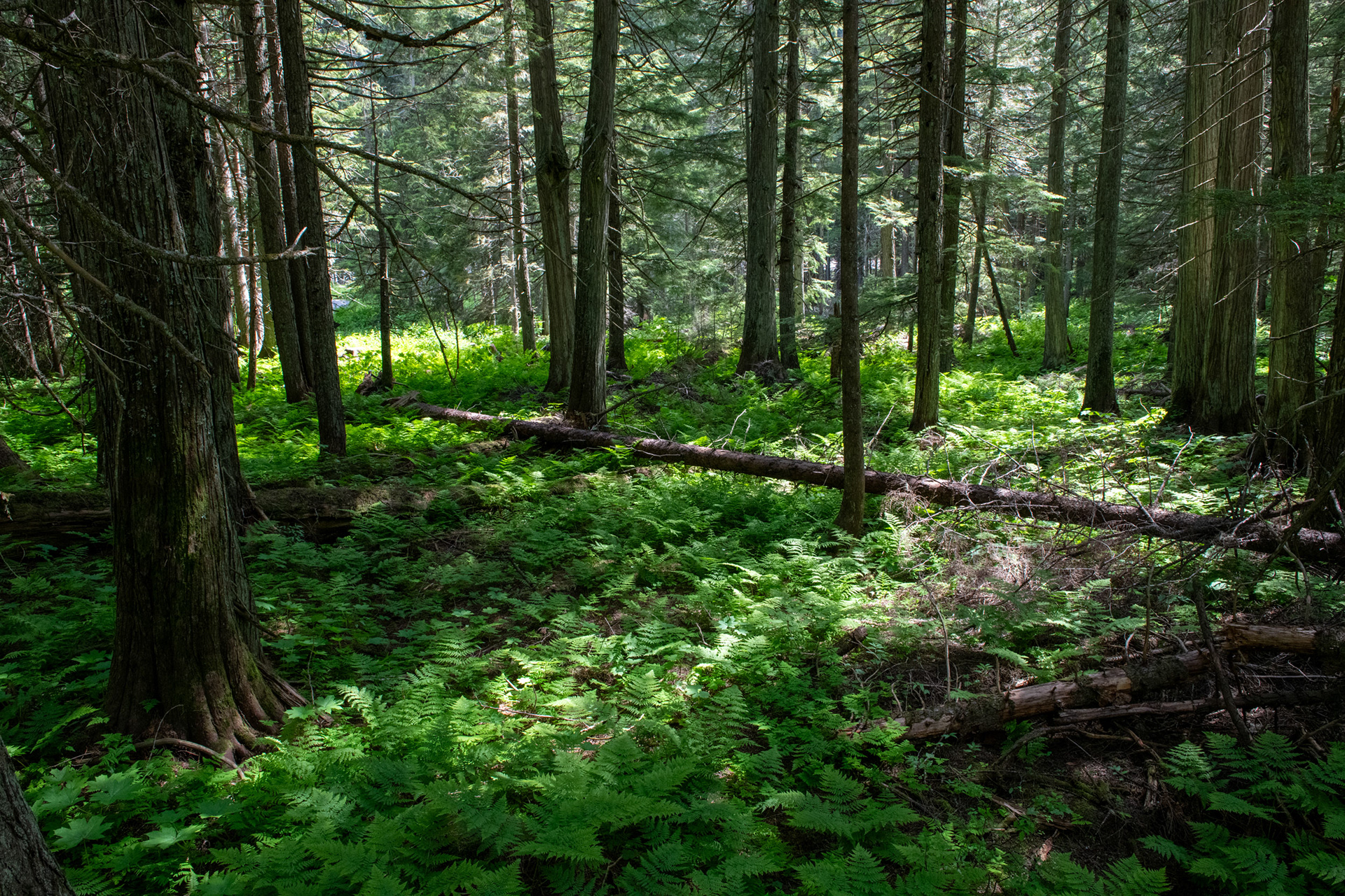 Hemlock Grove - bosque de Cedros
