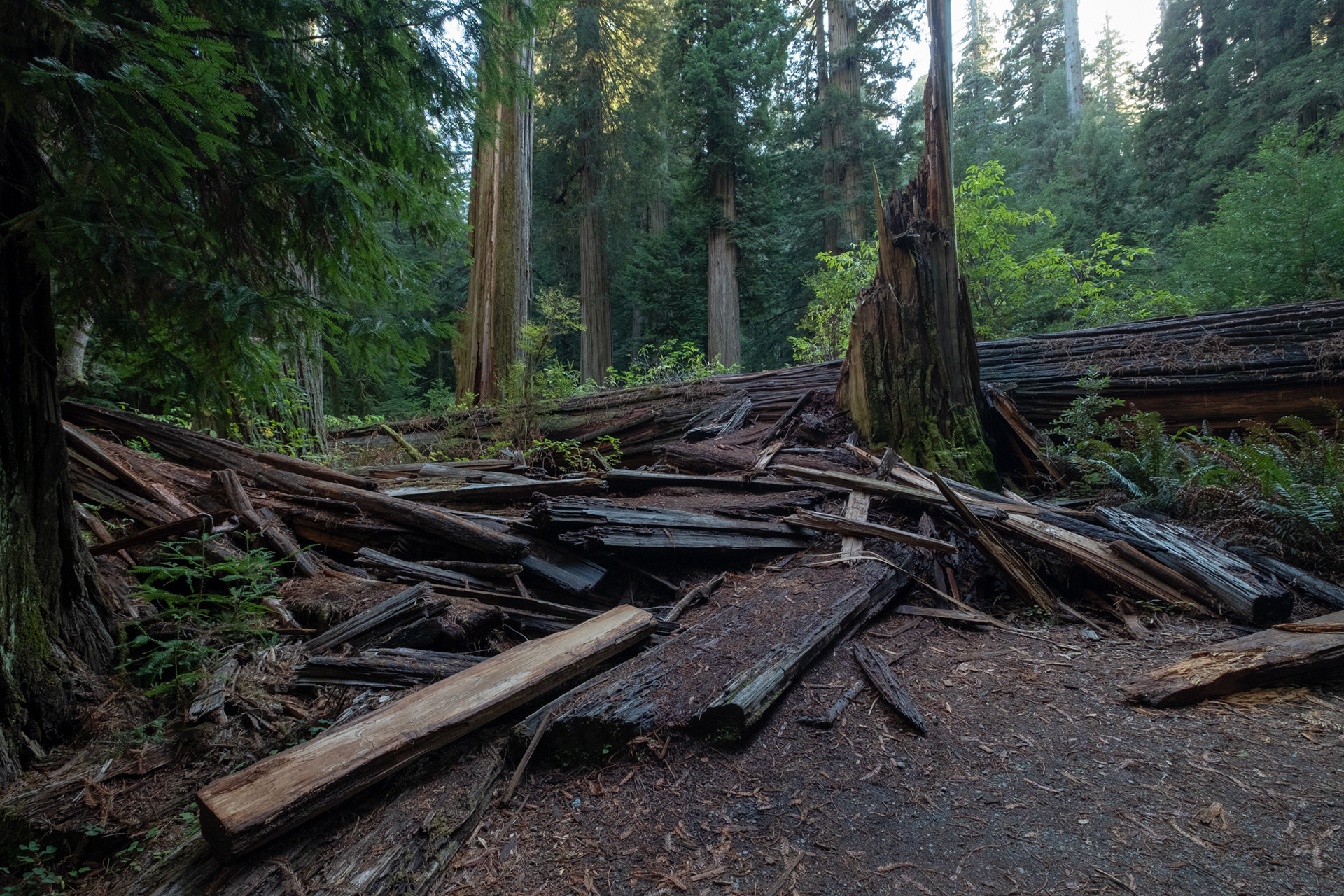 Jedediah Smith Reedwoods - trillo Simpson-Reed