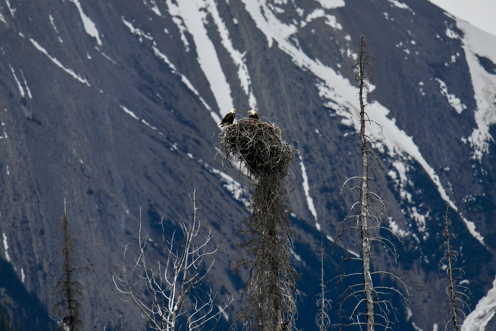 Nido de águila calva