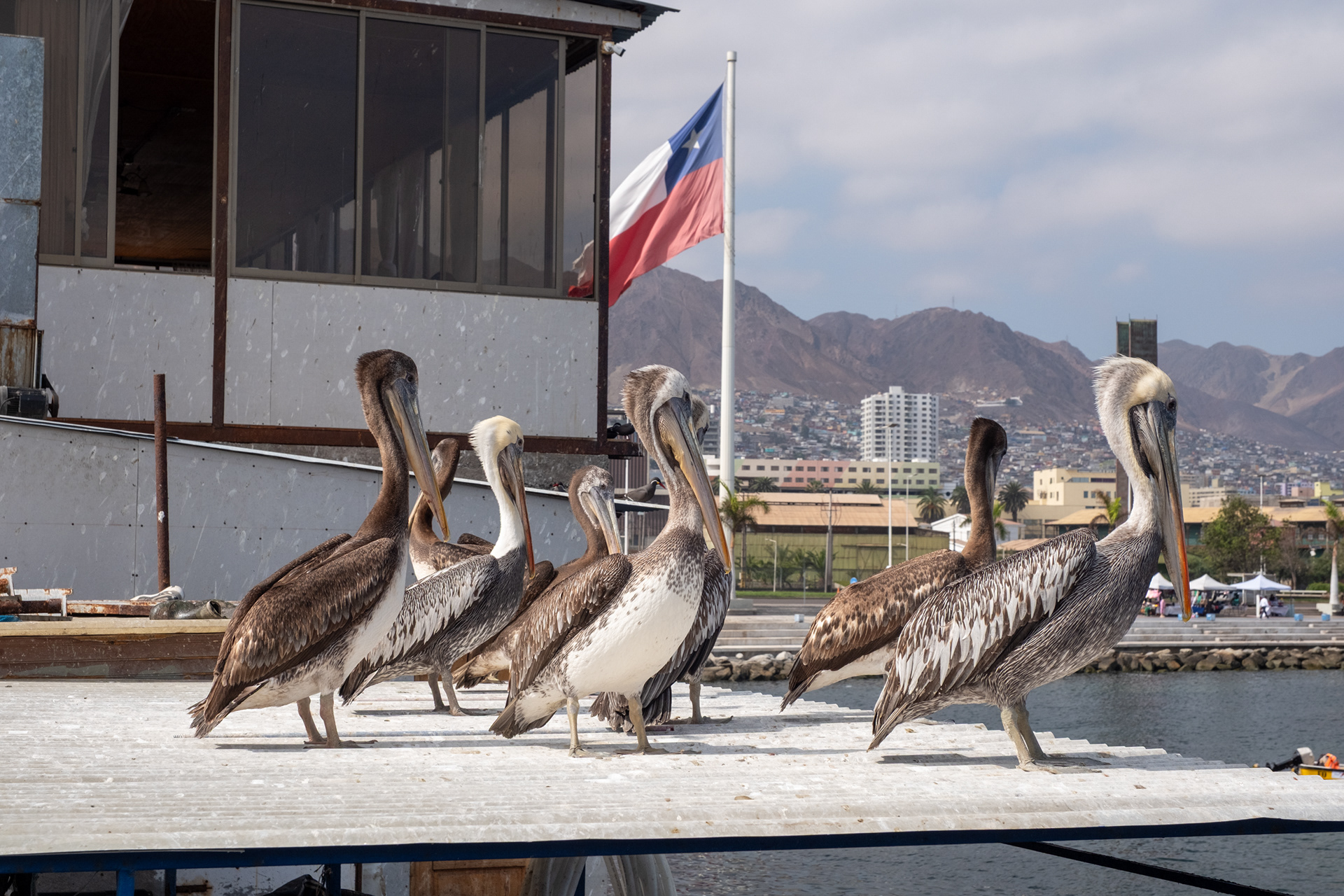 Terminal Pesquero - Antofagasta