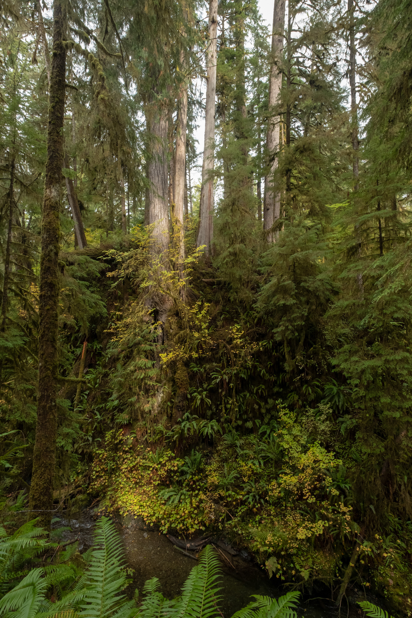 Trillo Rainforest Nature - Lago Quinault, WA