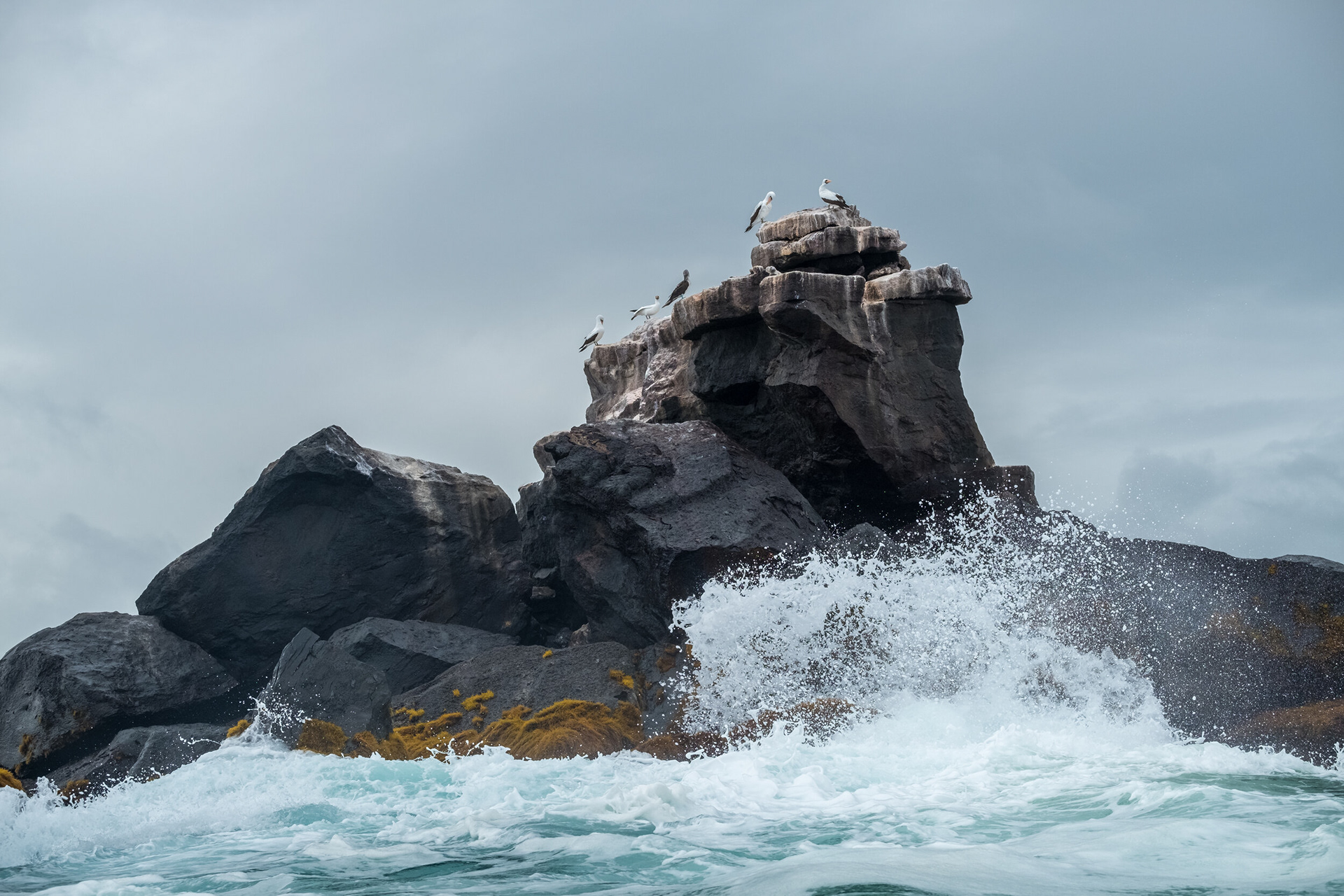 Sea Shelter - Returning from the trip to the Túneles area, at the southeast coast of Isabela Island, we encountered this tiny islet where lots of blue footed booby or "piqueros de patas azules" find shelter from a raging ocean. Galapagos Islands, Ecuador.