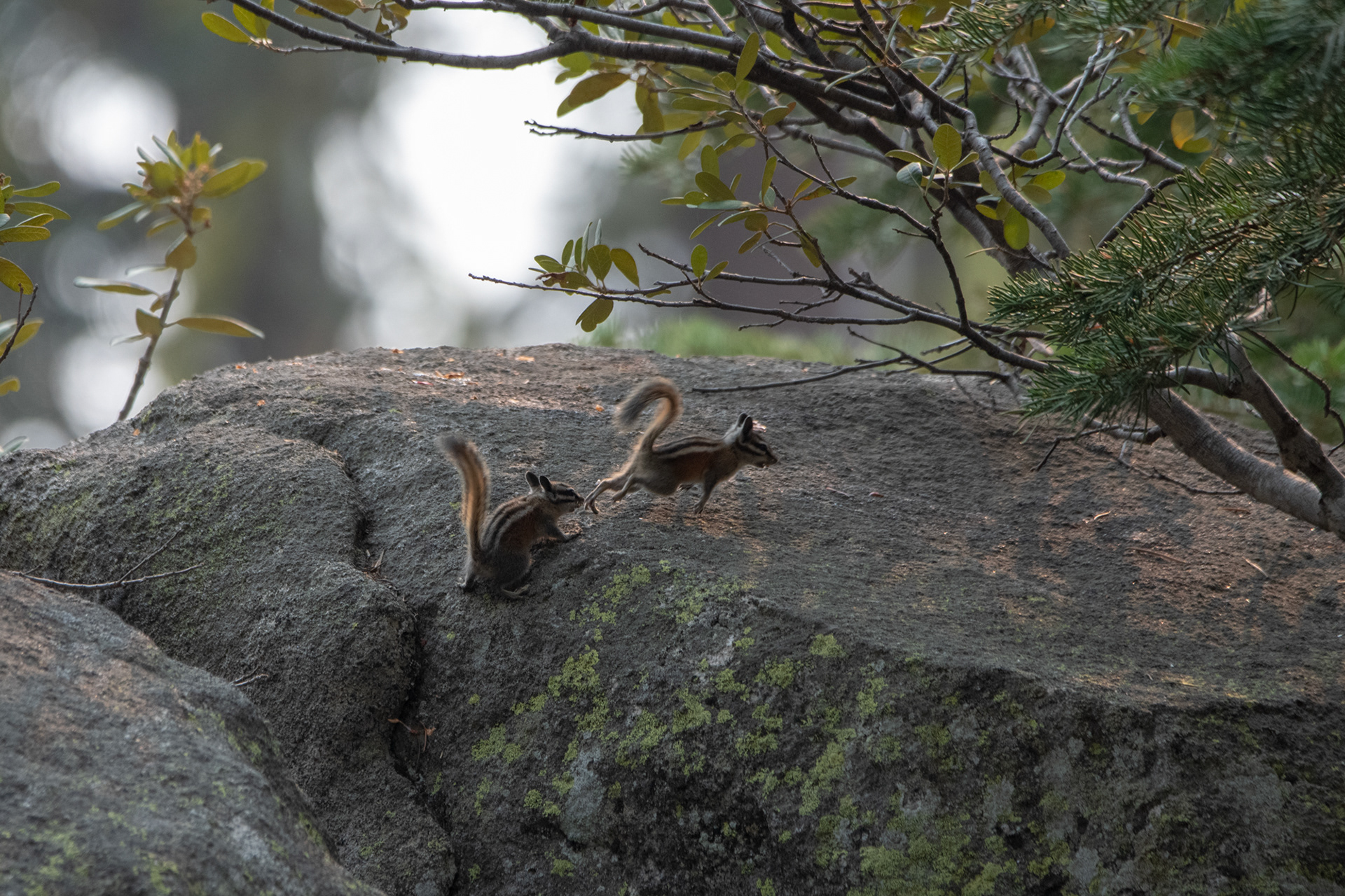 Yosemite - Trillo hacia Taft Point