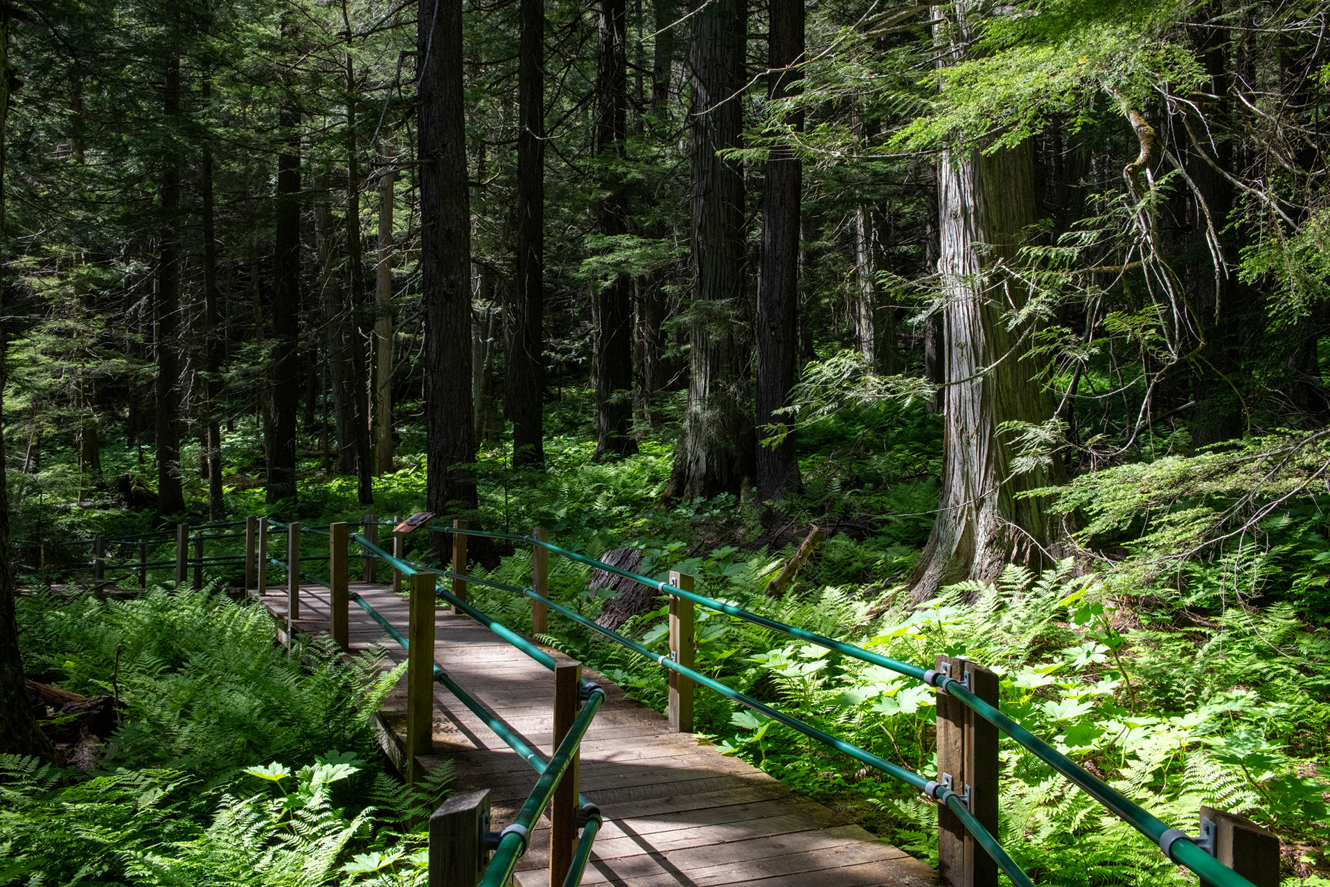 Hemlock Grove - bosque de Cedros