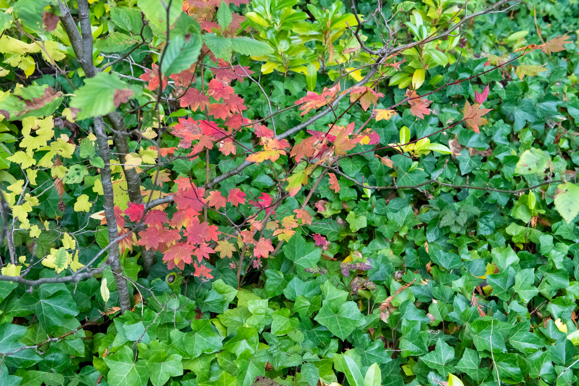 Lago Quinault - Olympic National Park, WA