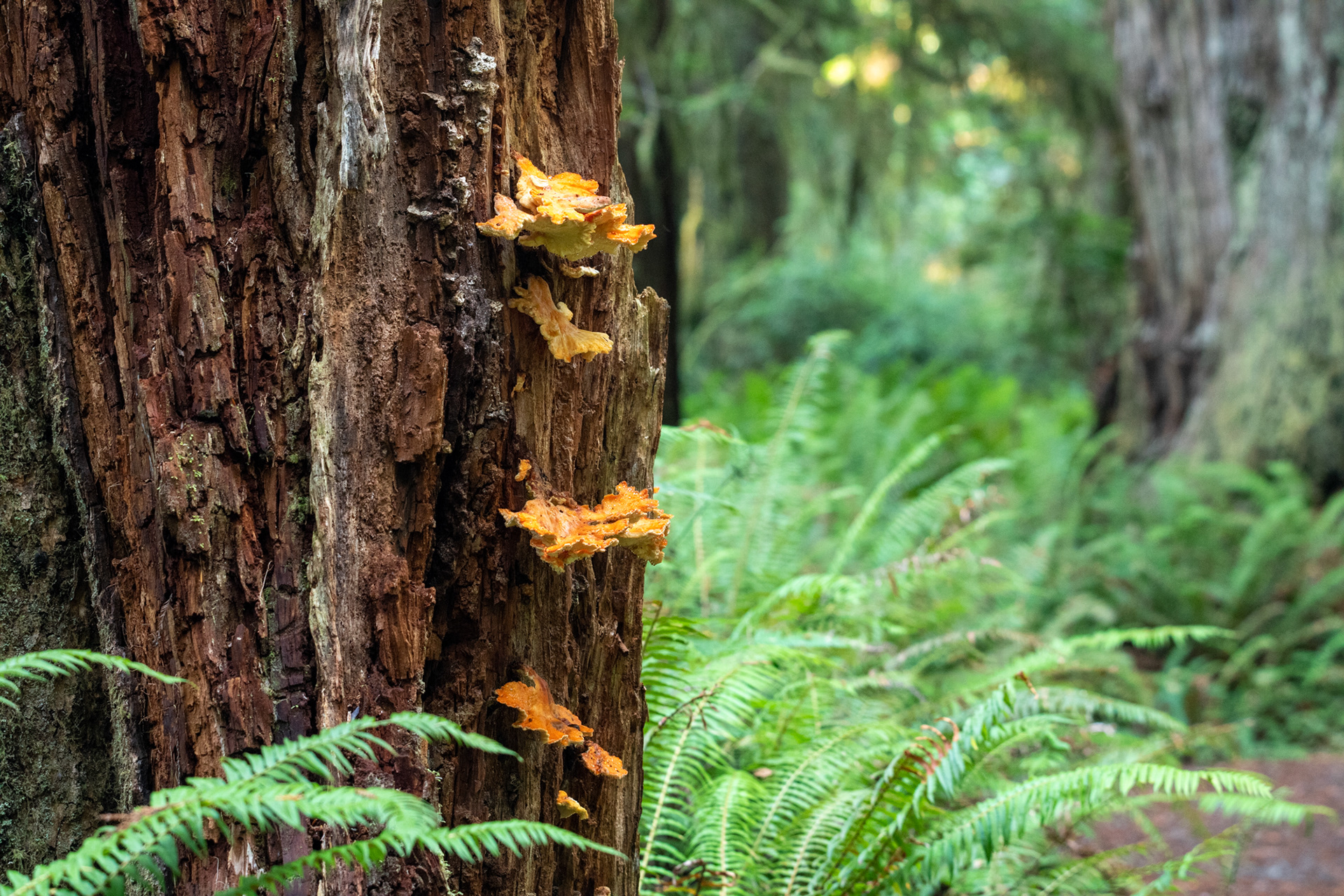 Jedediah Smith Reedwoods - trillo Simpson-Reed