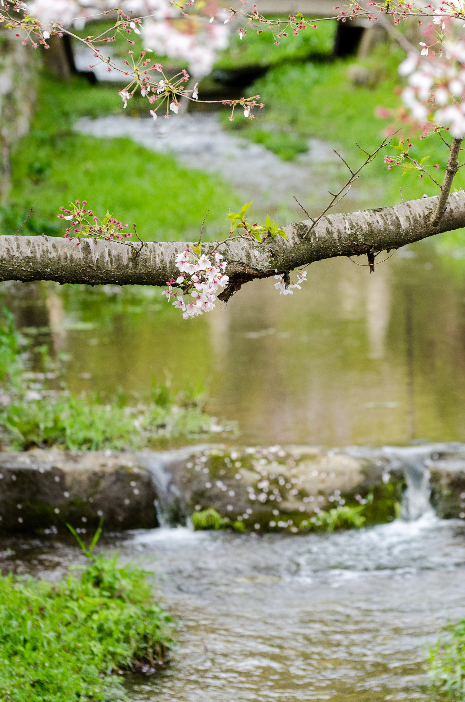 Blooming...Again! - herry trees started to bloom again at Izumo Taisha shrine's gardens. Izumo Taisha, Izumo, Japan.