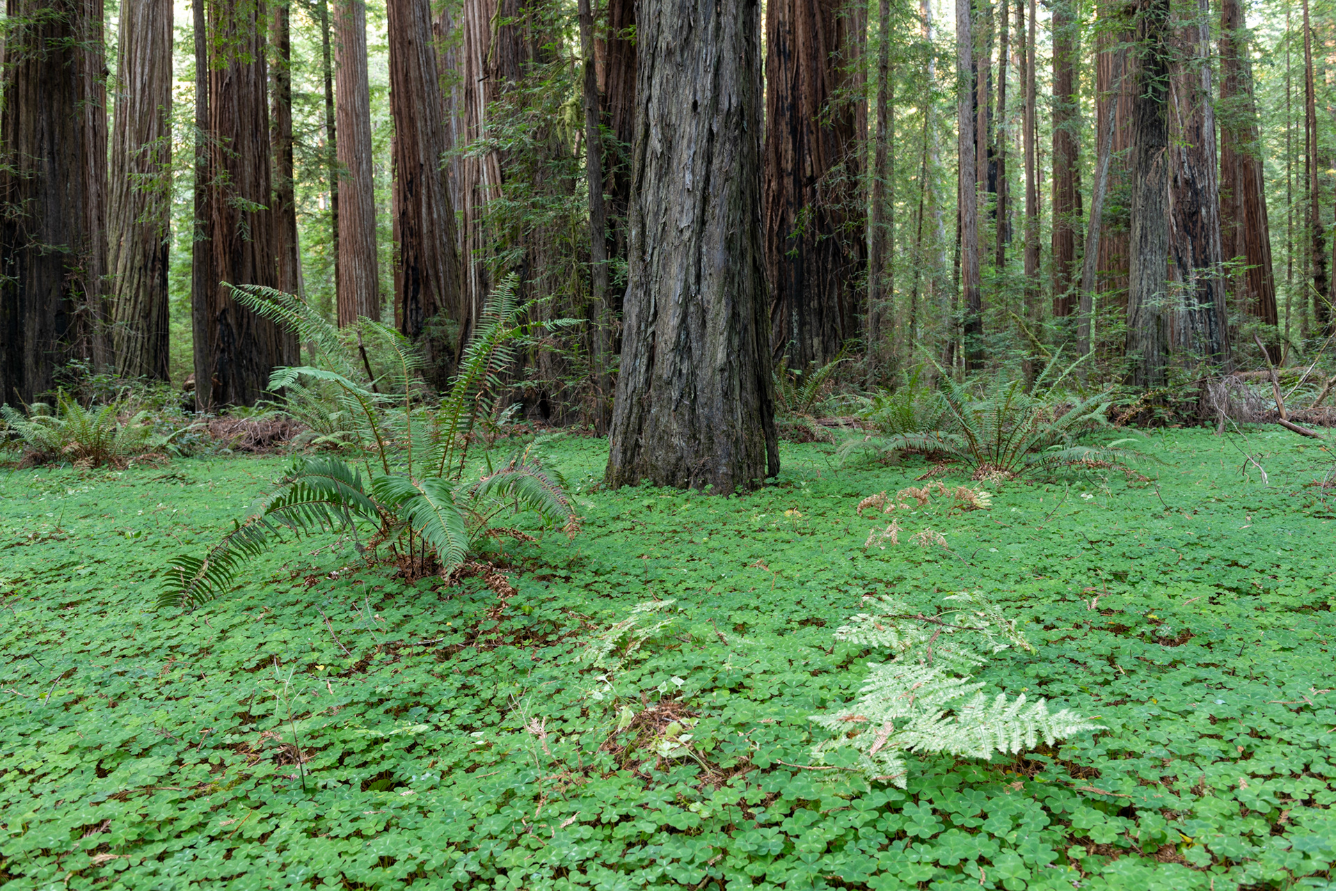 Trillo Founder's grove