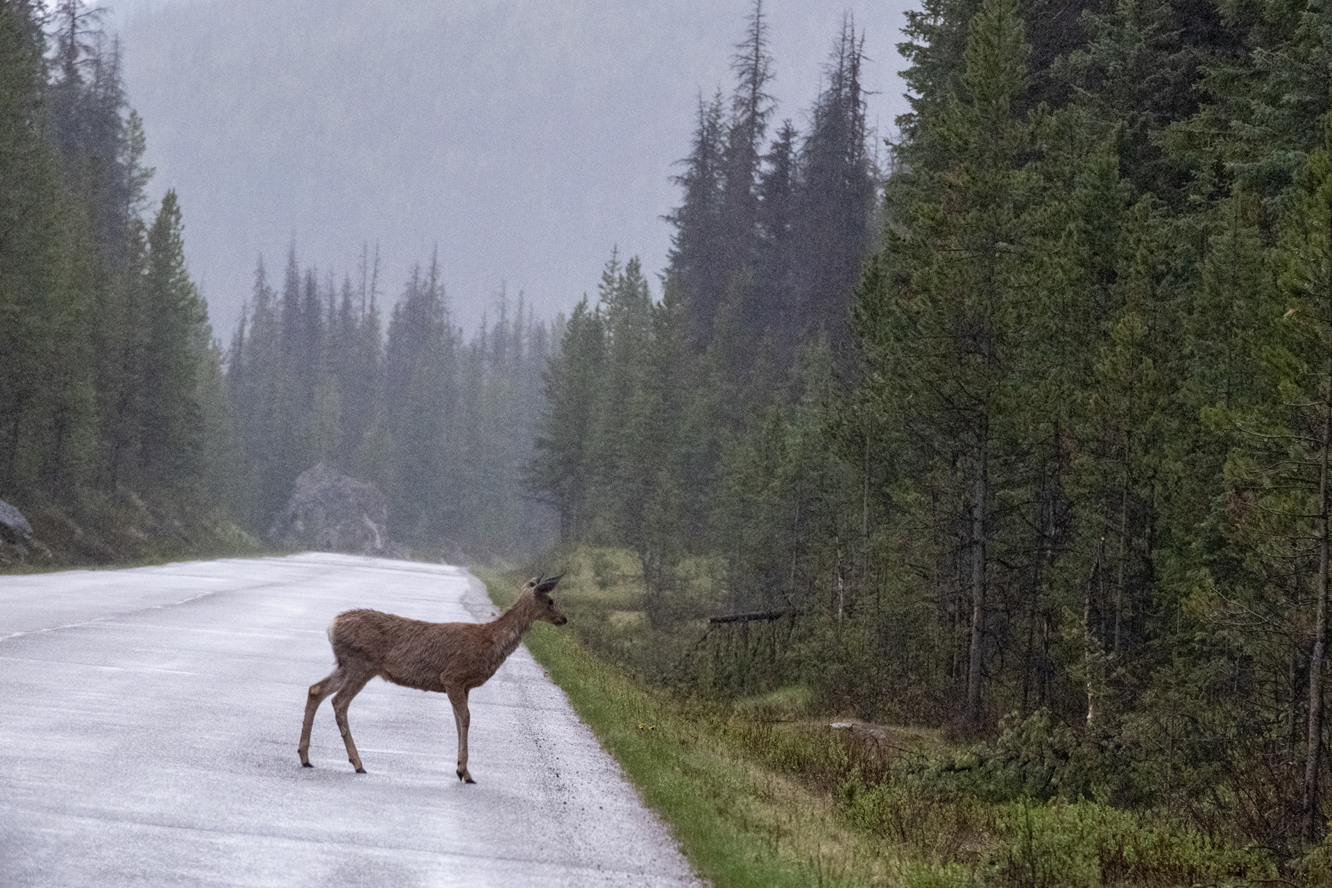 Ciervo mula (mule deer)