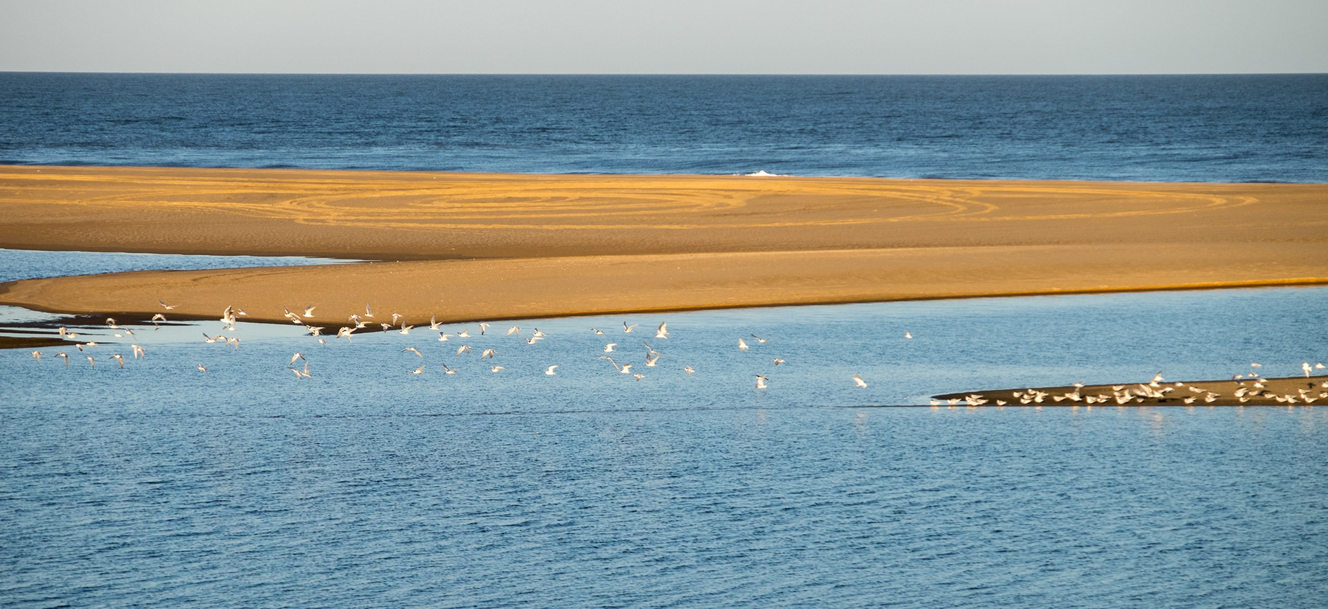 The Takeoff - Seagulls at Laguna Garzón, Maldonado, Uruguay