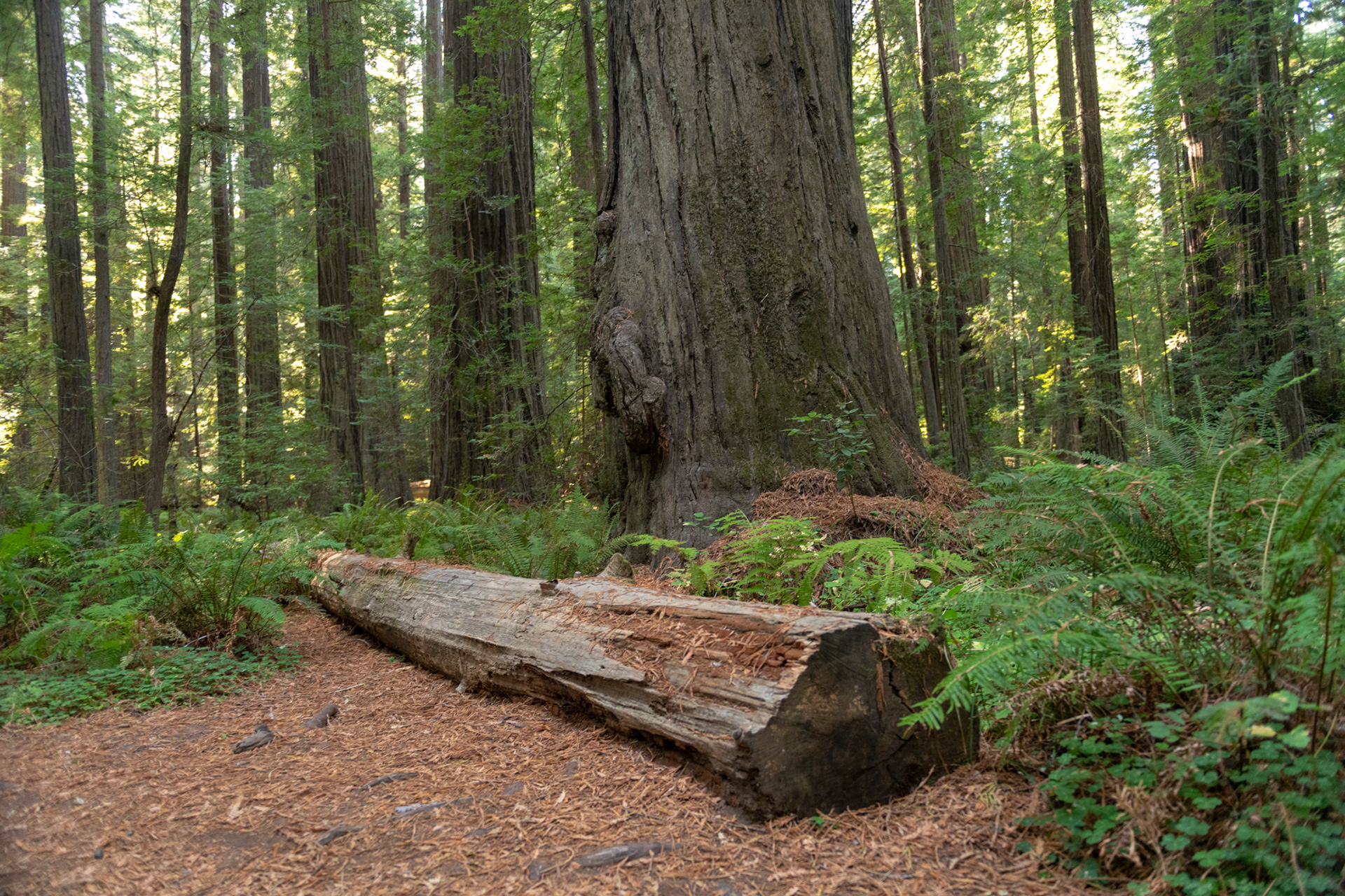 Trillo Founder's grove