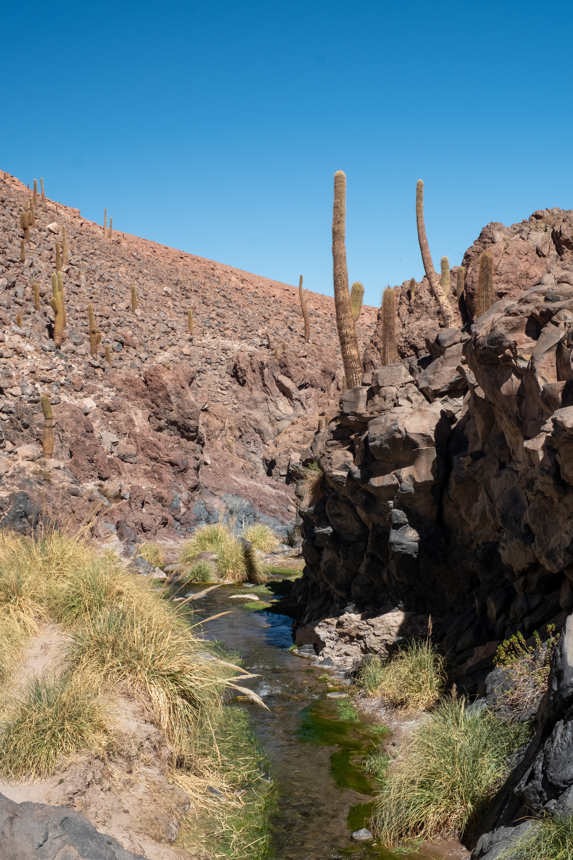 Valle de los Cactus
