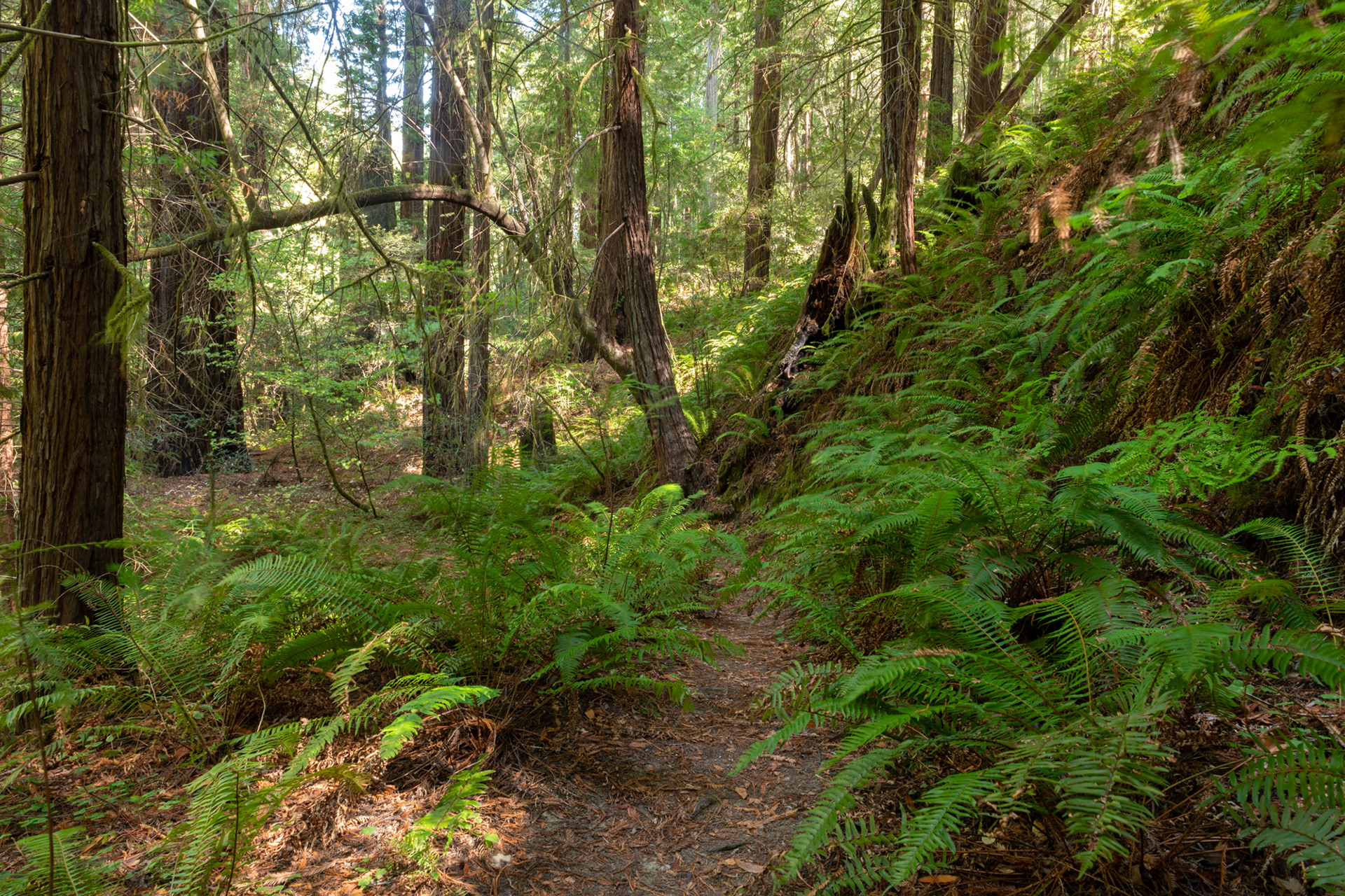  Humboldt Redwoods - Bolling Grove (Elk Creek) - sequoias