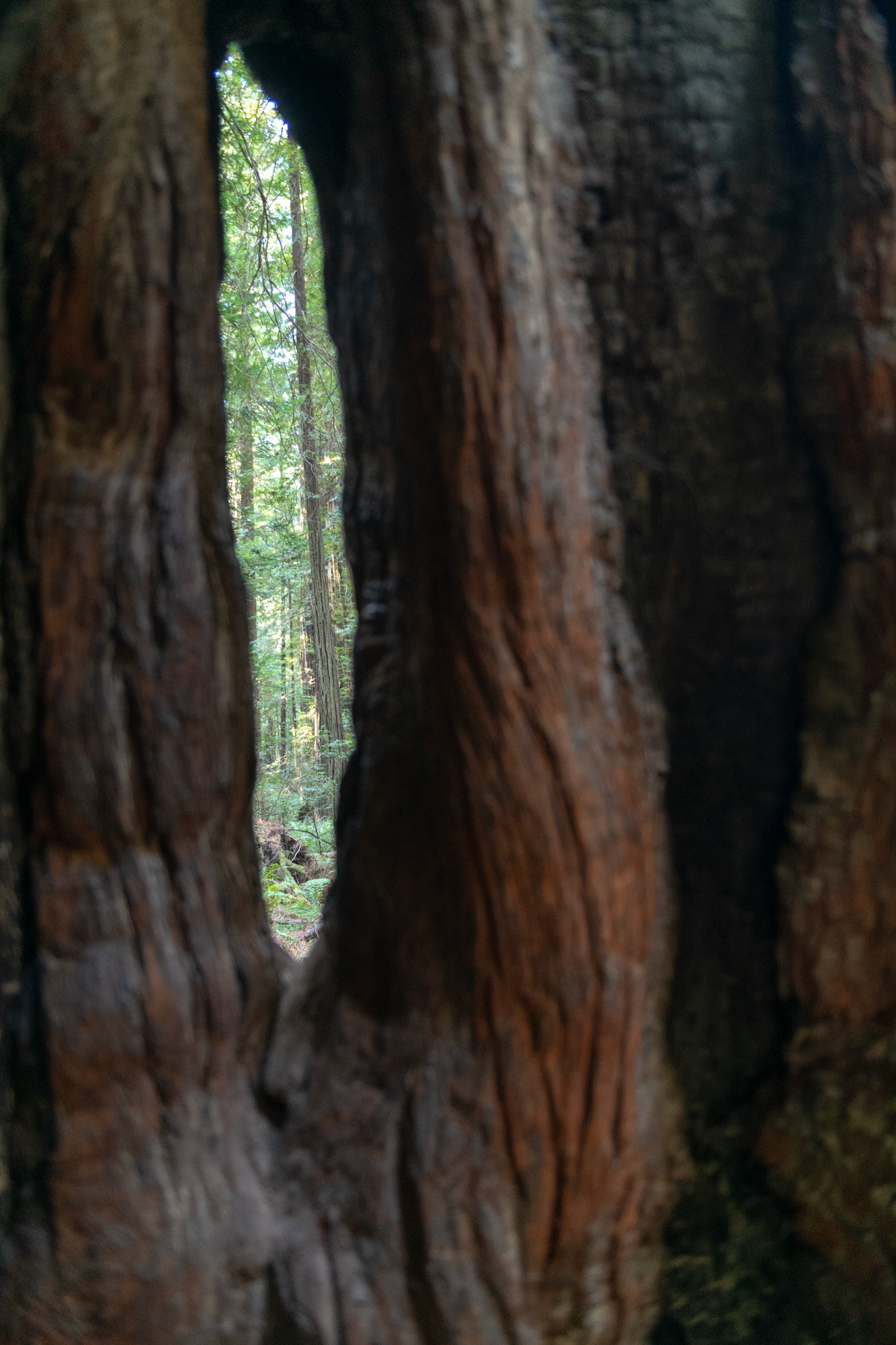 Trillo Founder's grove