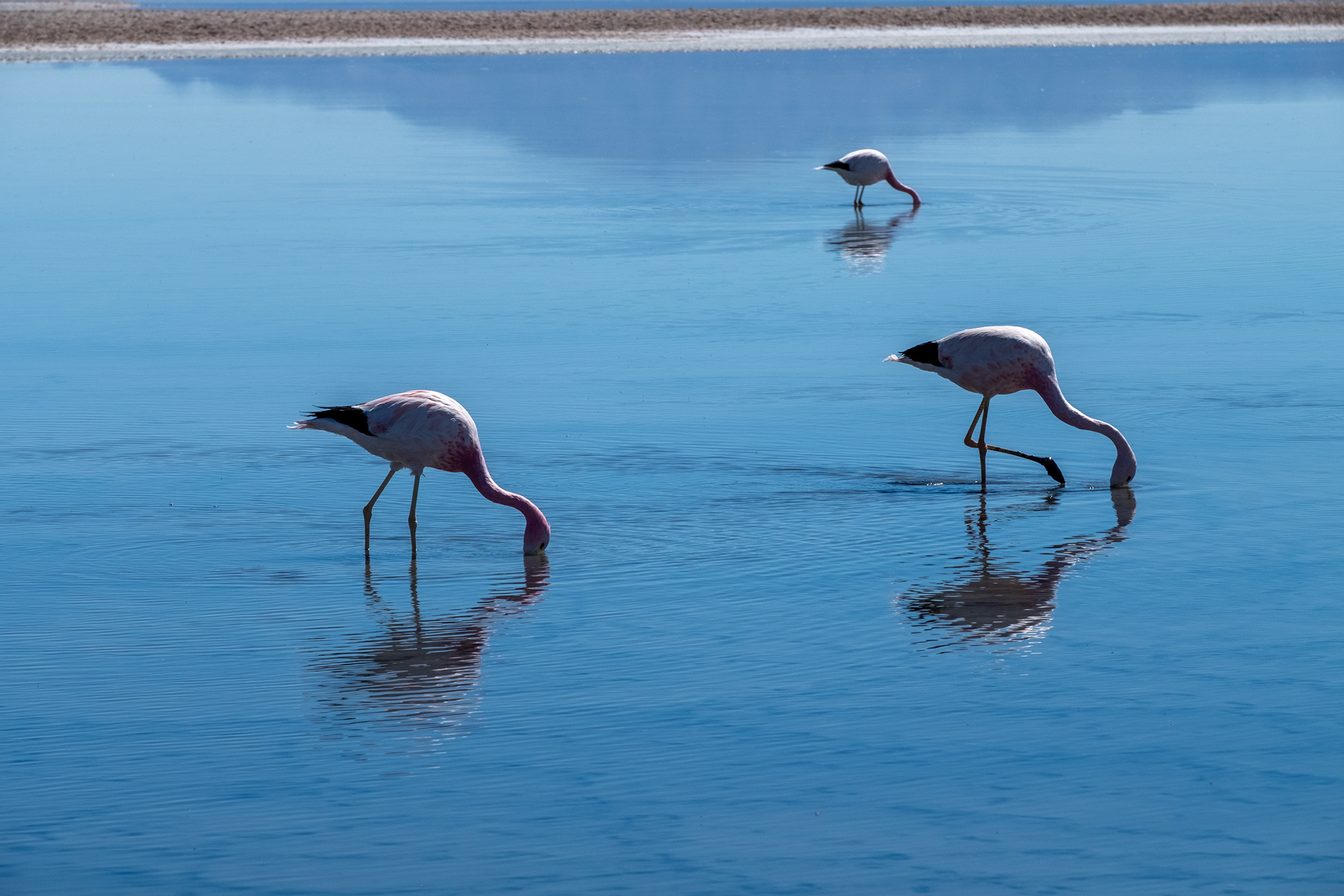 Laguna Chaxa