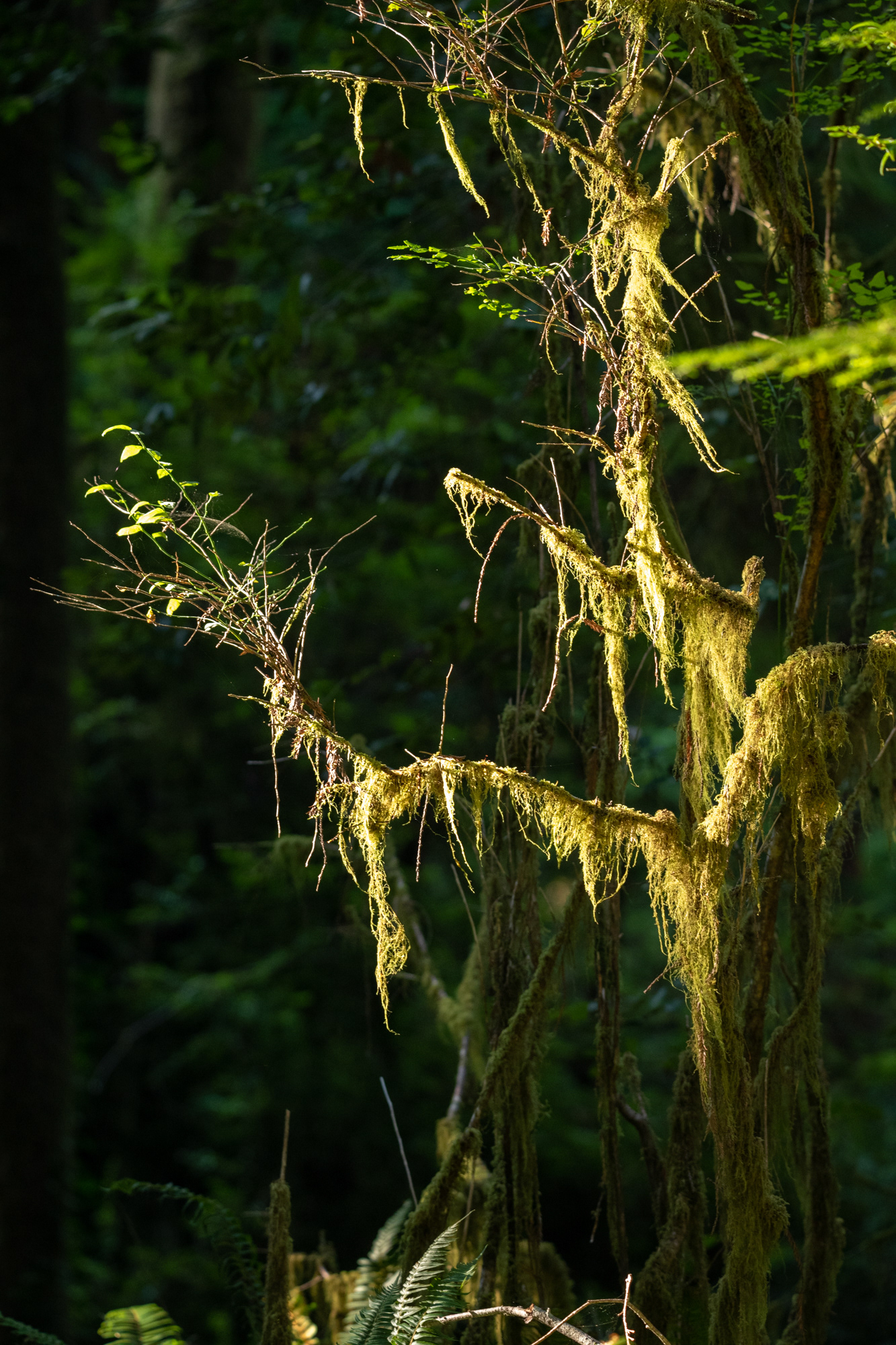 Jedediah Smith Reedwoods - trillo Simpson-Reed