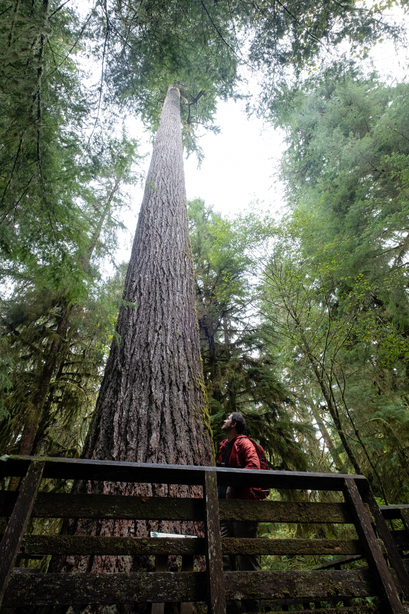 Trillo Rainforest Nature - Lago Quinault, WA