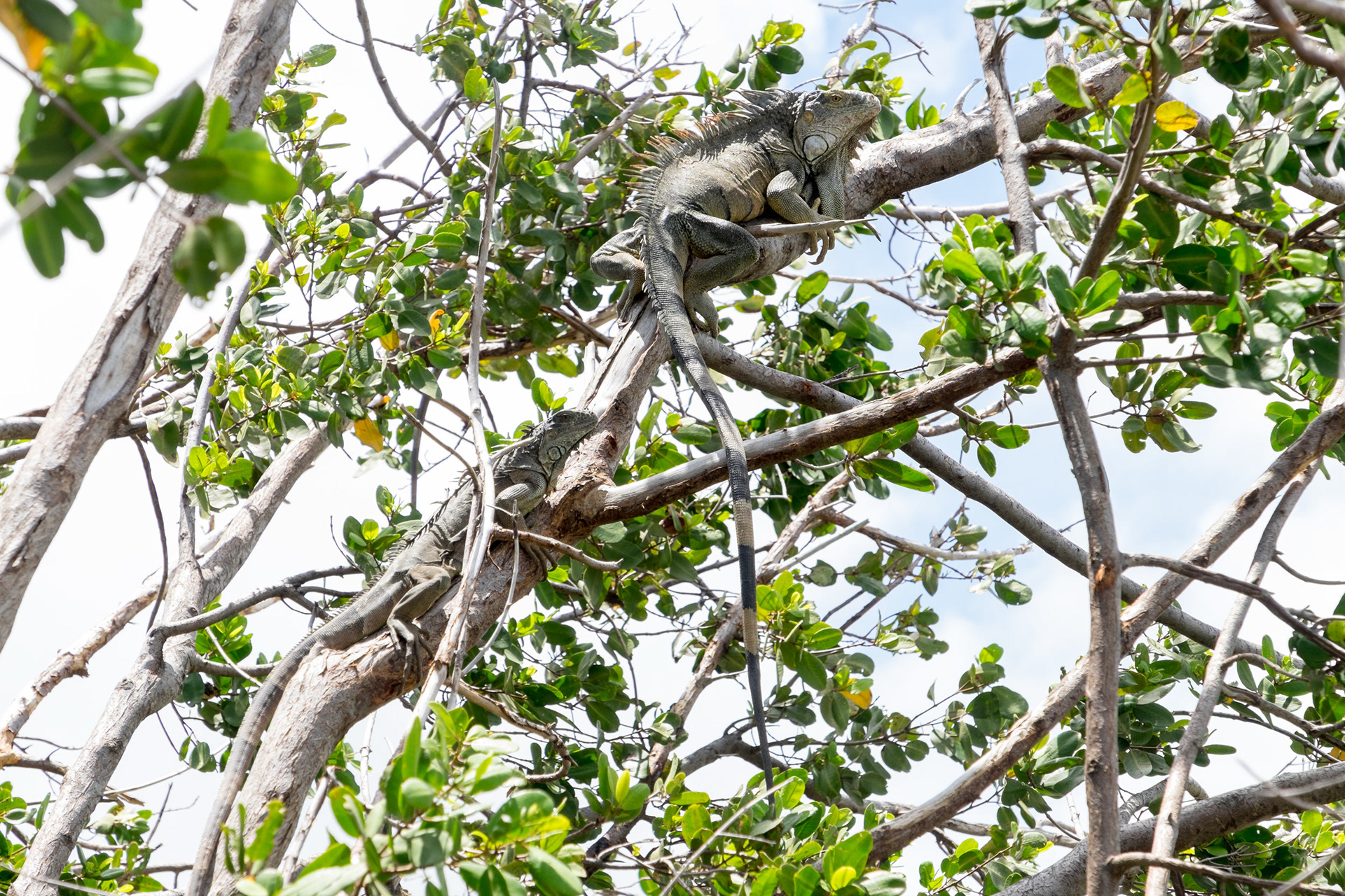 Hanging Out - Iguanas over the trees, enjoying the crushing heat at Friar's Bay, Saint Martin.