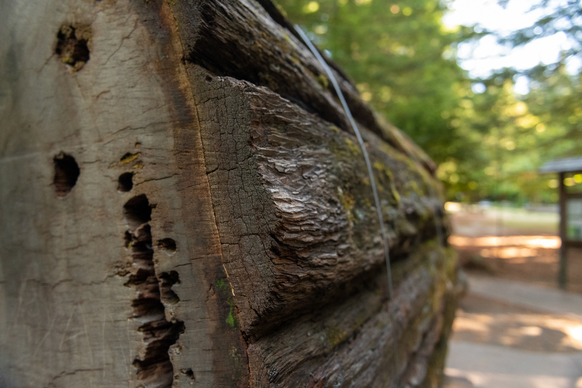  Humboldt Redwoods - Visitor Center