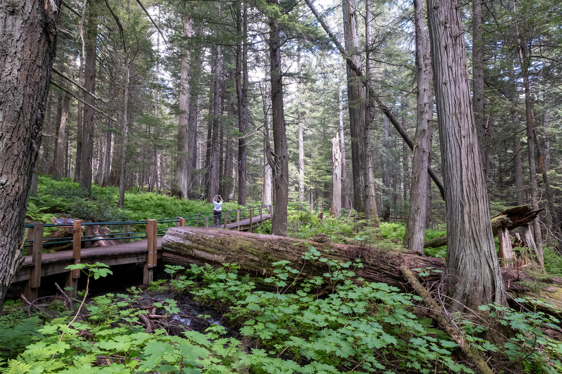 Hemlock Grove - bosque de Cedros
