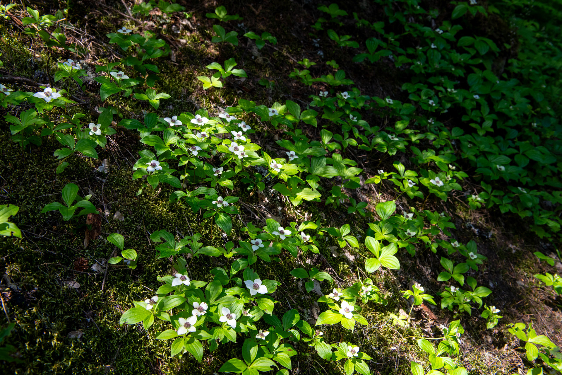 Glacier Nat. Park - Bear Creek Falls
