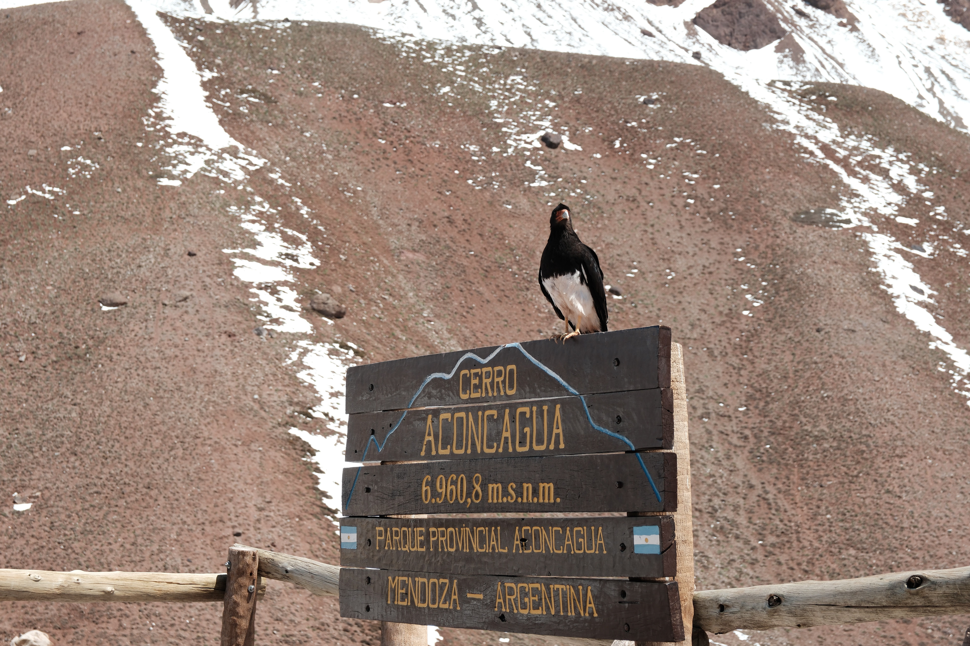 Matamico andino - Parque Provincial Aconcagua