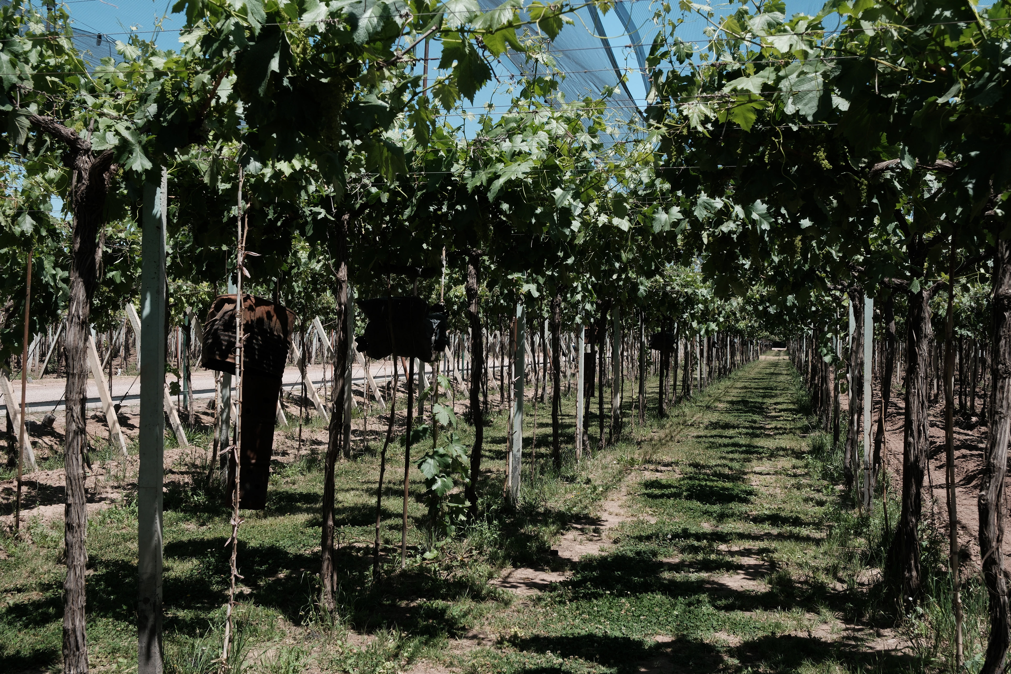 Bodega Santa Julia - viñedos