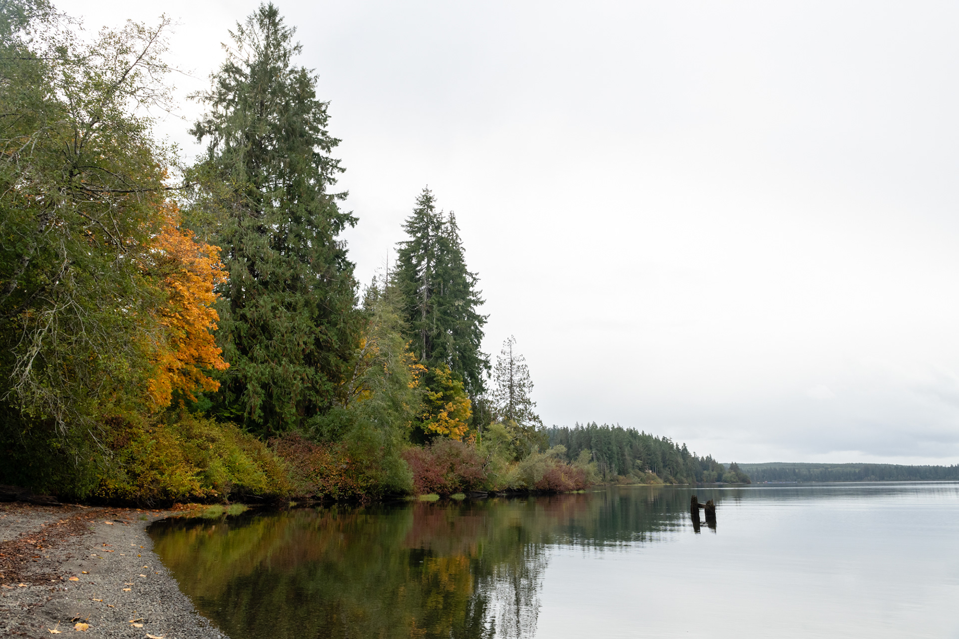 Lago Quinault - Olympic National Park, WA