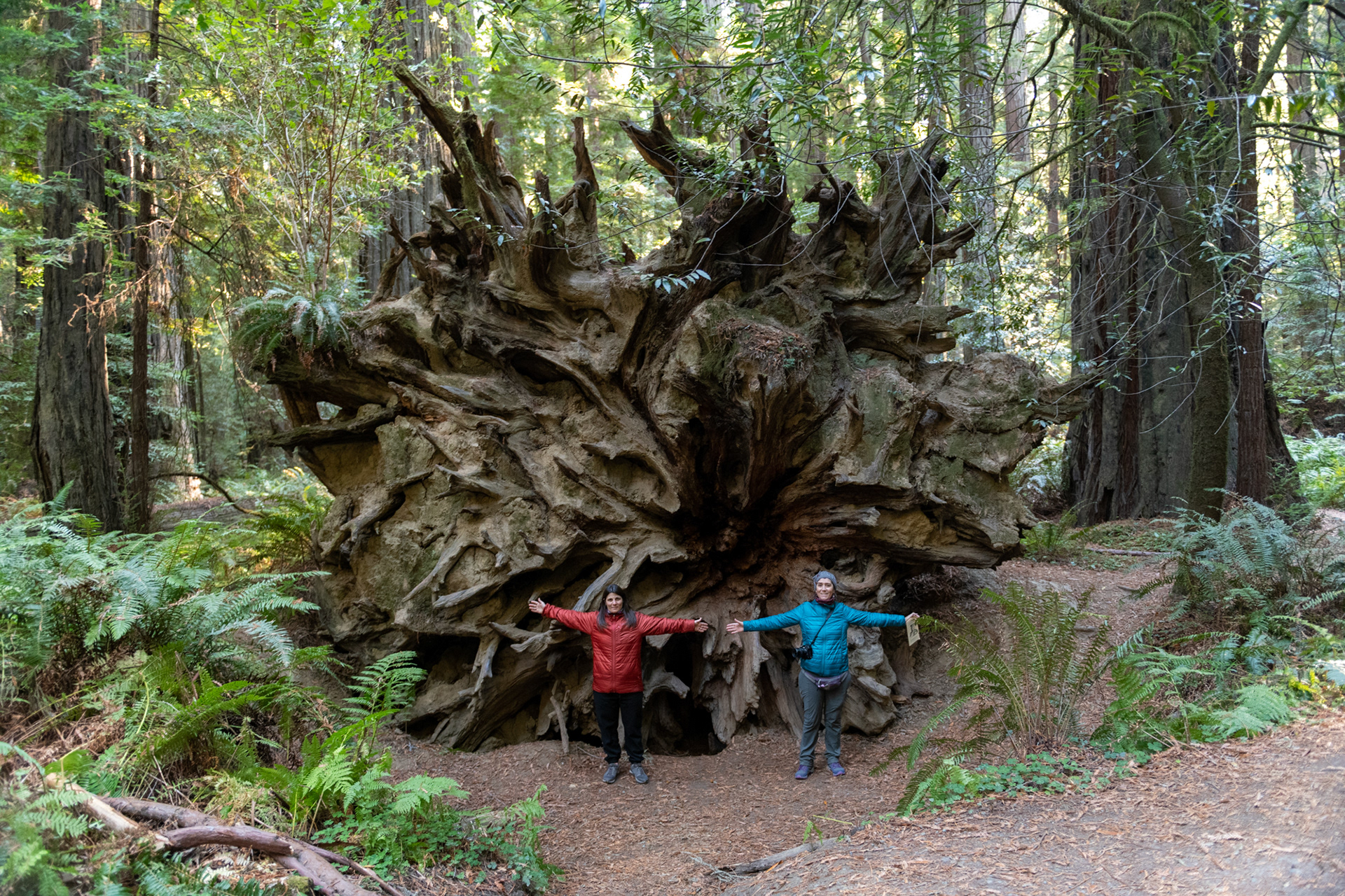 Trillo Founder's grove