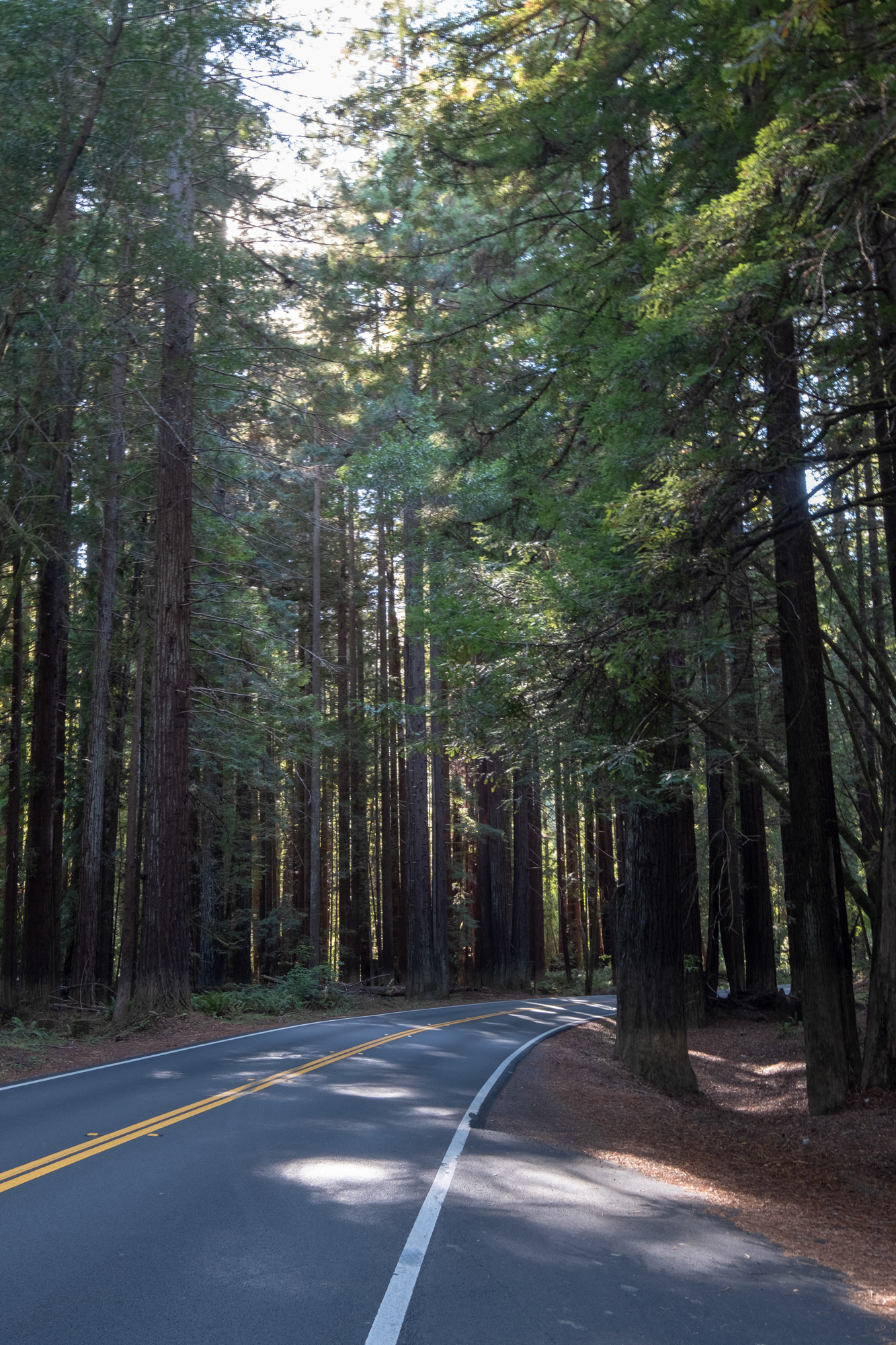 Ruta 128W - Sequoias