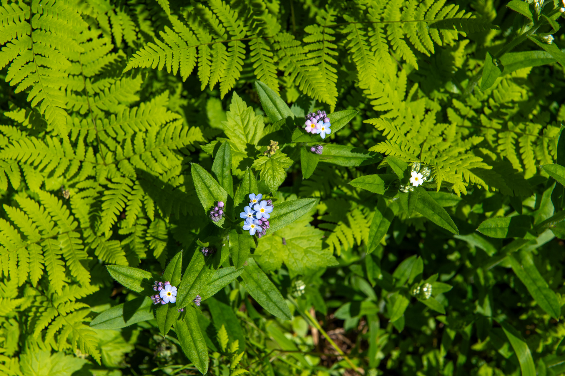 Glacier Nat. Park - bucle Brook